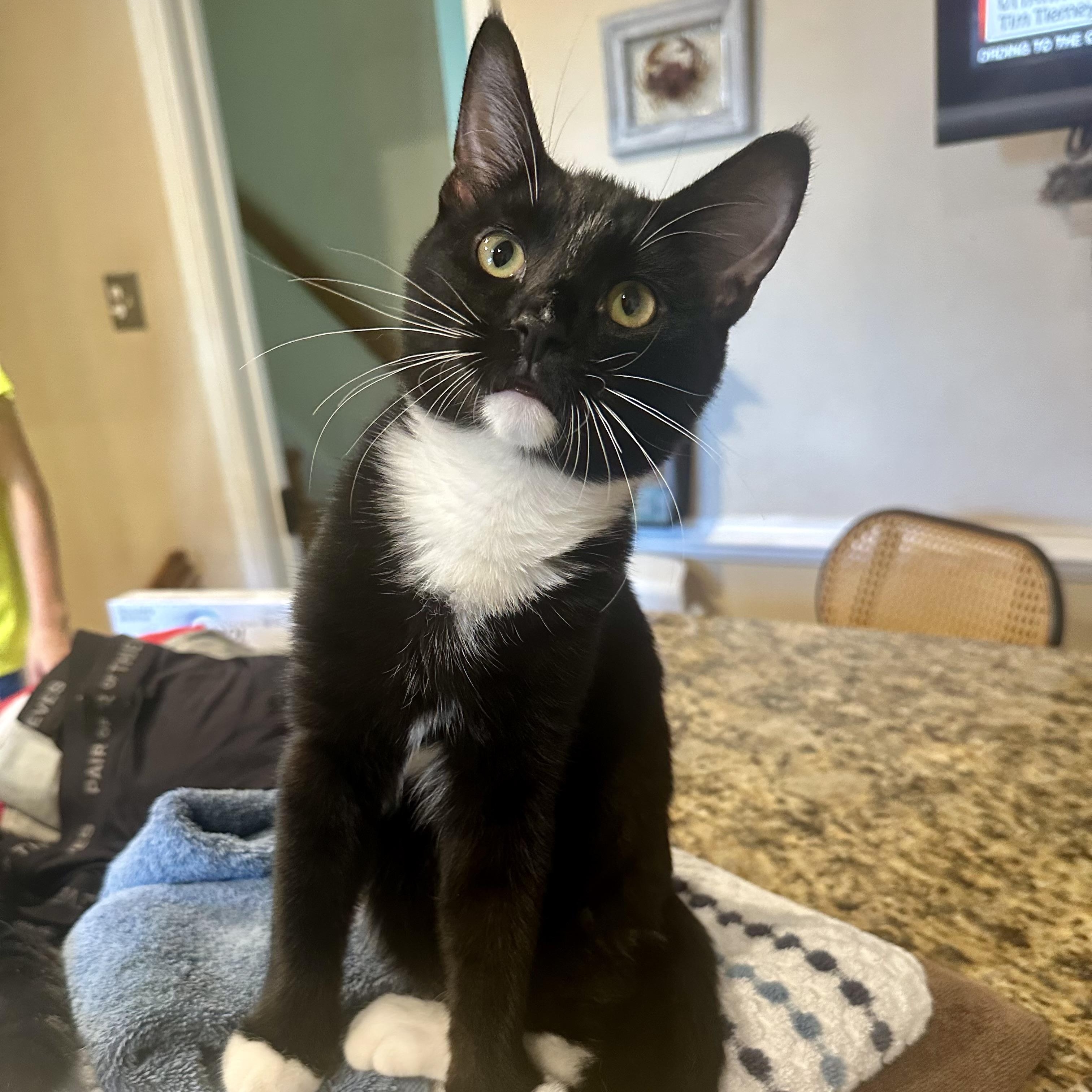 Cosmopolitan, Adoptable, Kitten Female Domestic Short Hair.