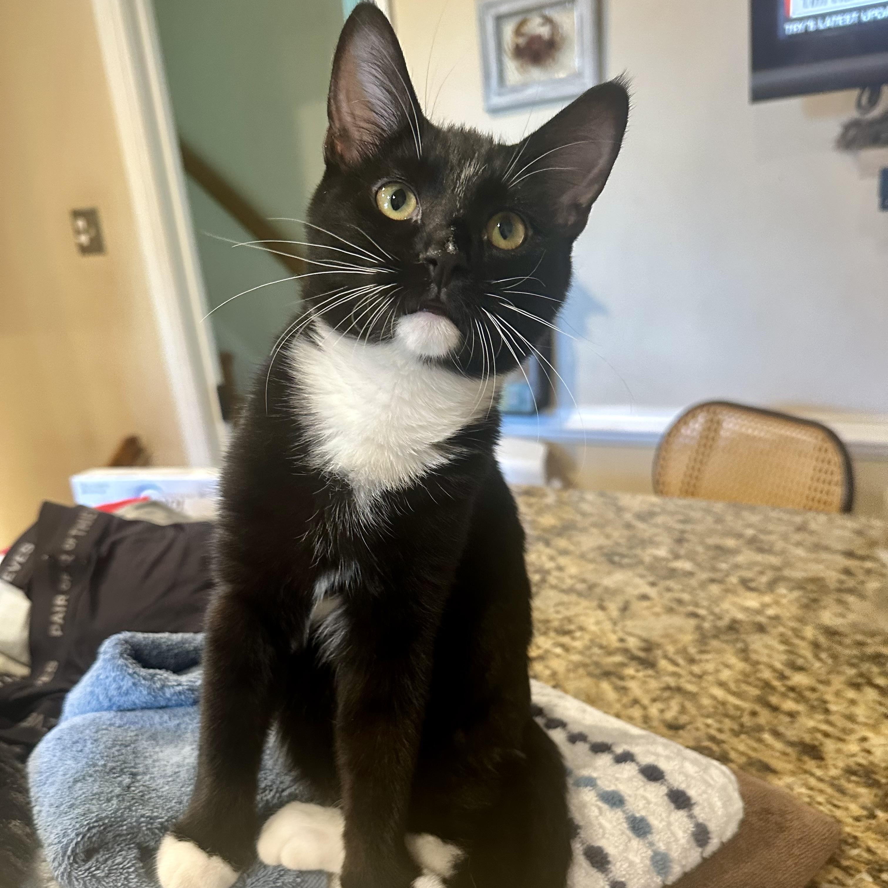 Enlarge Cosmopolitan, a Adoptable Domestic Short Hair in Richmond, VA image 4/4