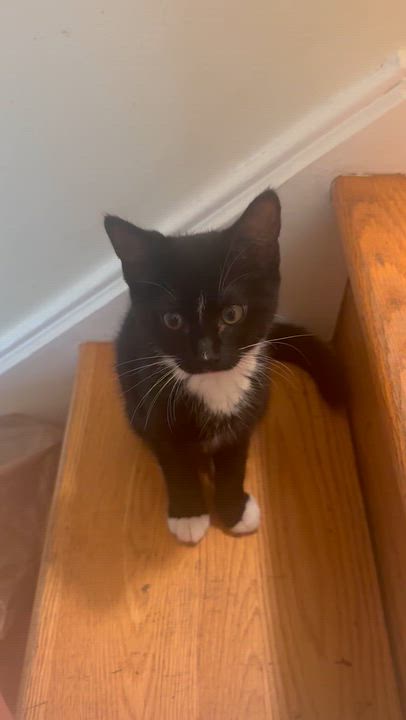 Enlarge Cosmopolitan, a Adoptable Domestic Short Hair in Richmond, VA video 3/4