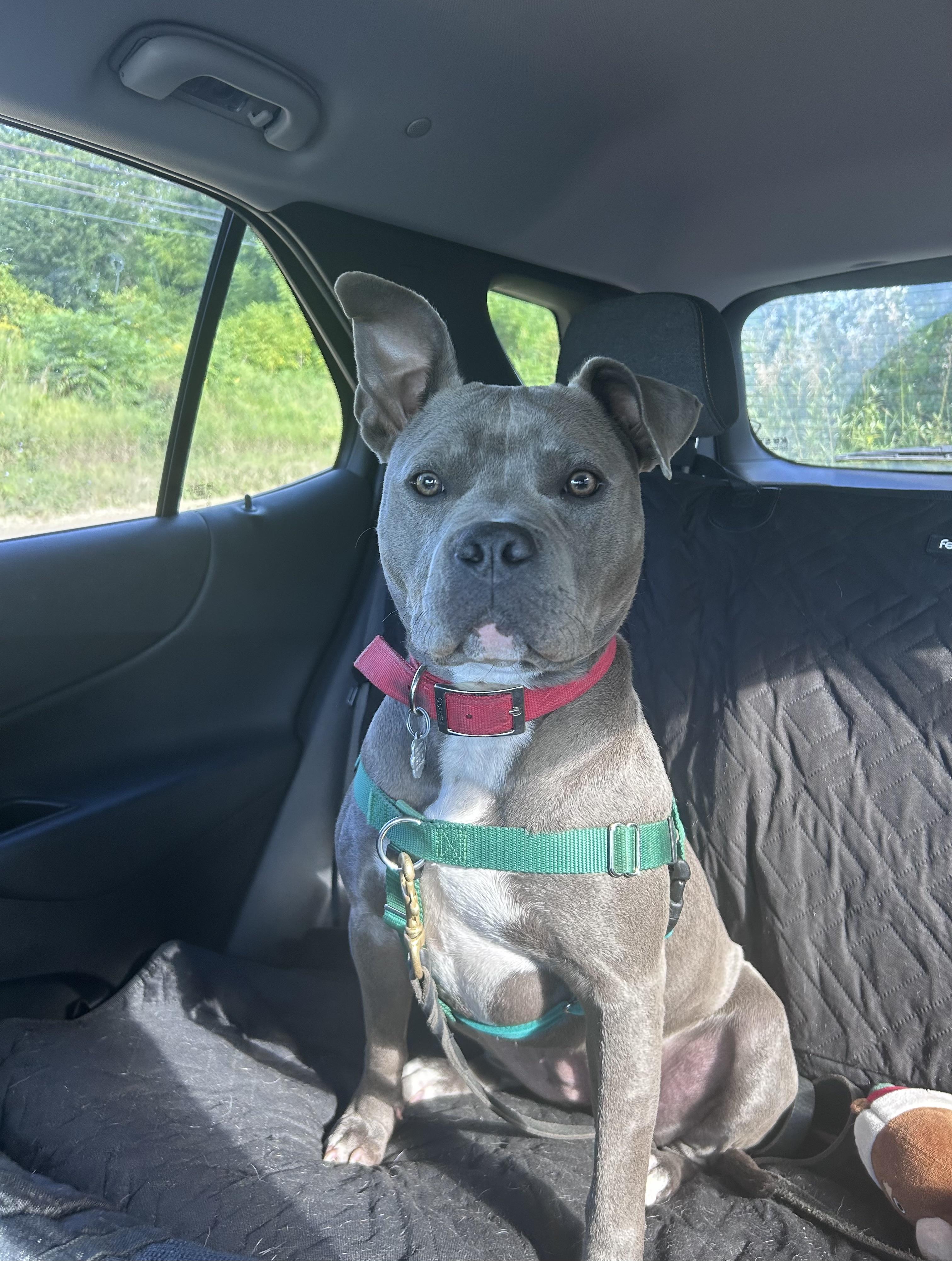 Addie, an adoptable mixed breed in Oxford, MI image 3/6