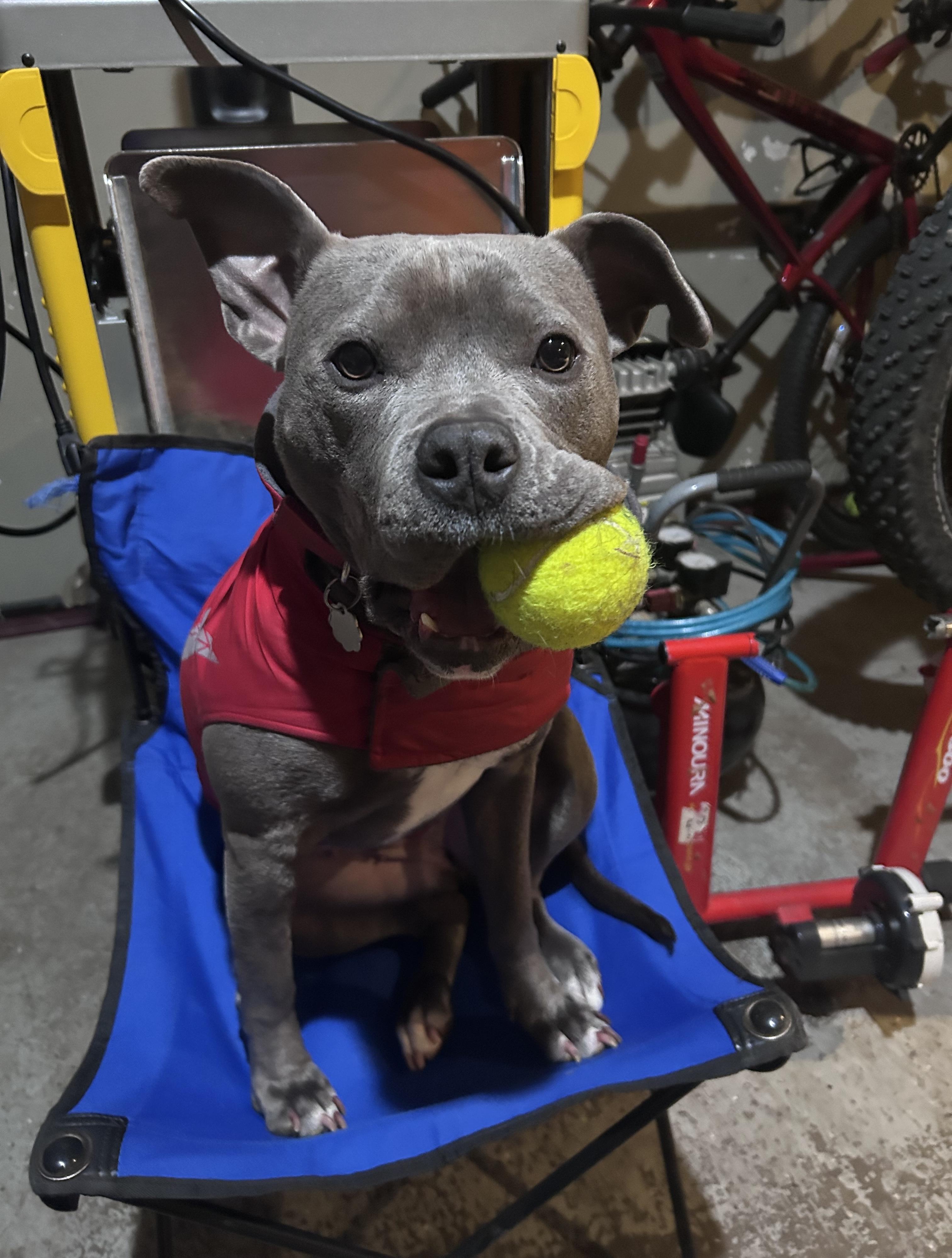 Addie, an adoptable mixed breed in Oxford, MI image 1/6