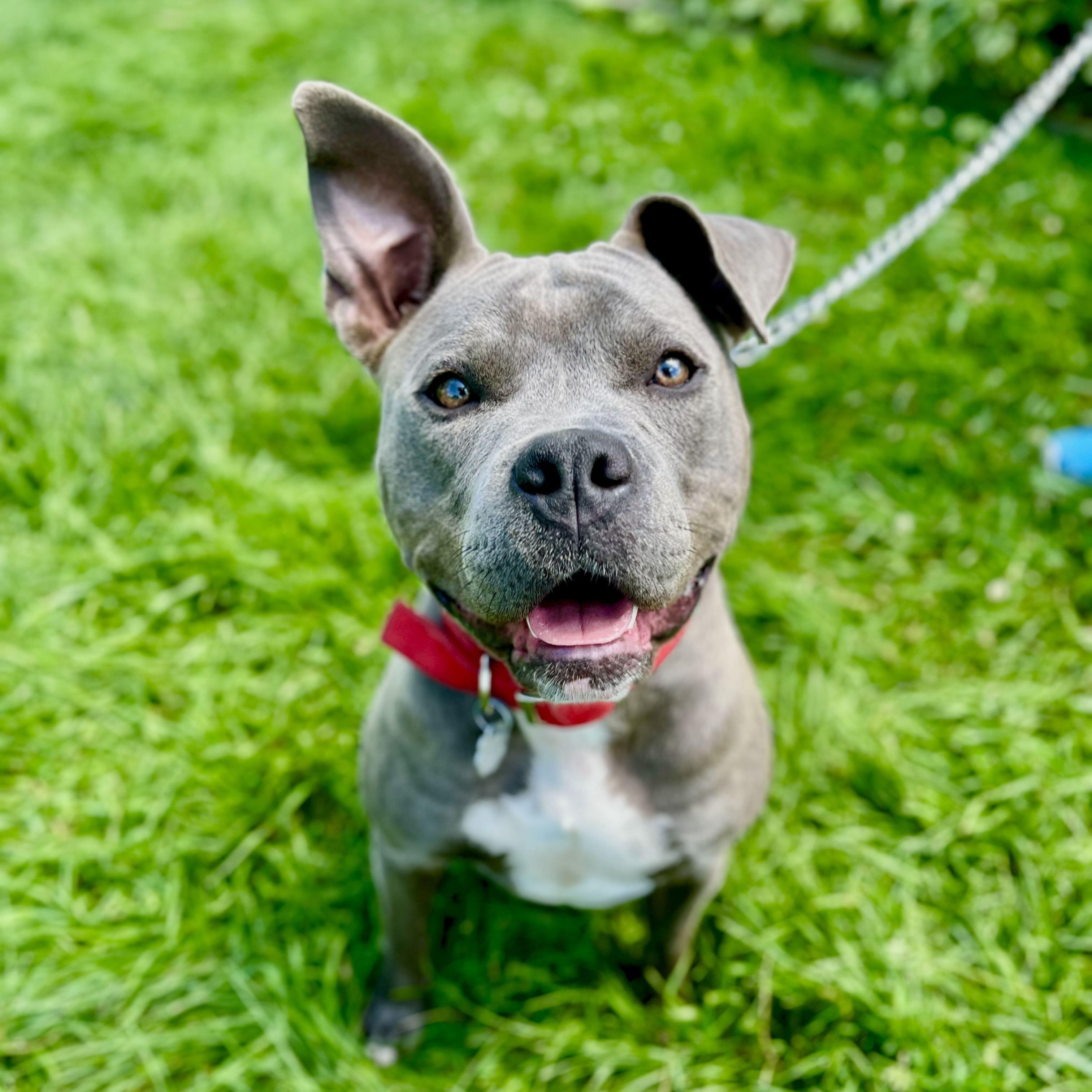 Addie, adoptable, Young Female Pit Bull Terrier & Mixed Breed.