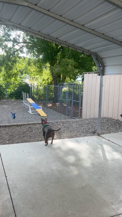 Enlarge Addie, an adoptable mixed breed in Oxford, MI video 4/6