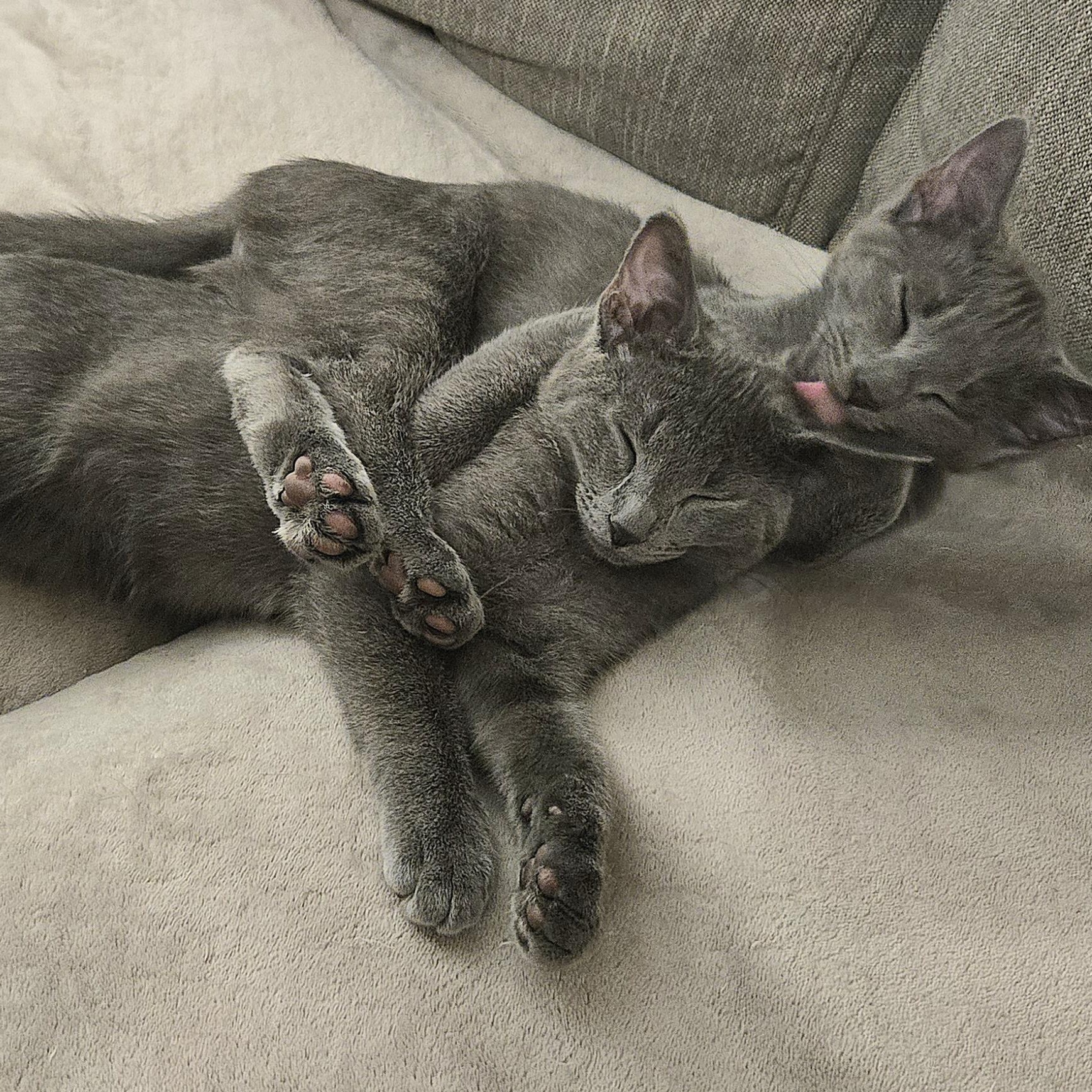 Karma — thumbnail 3