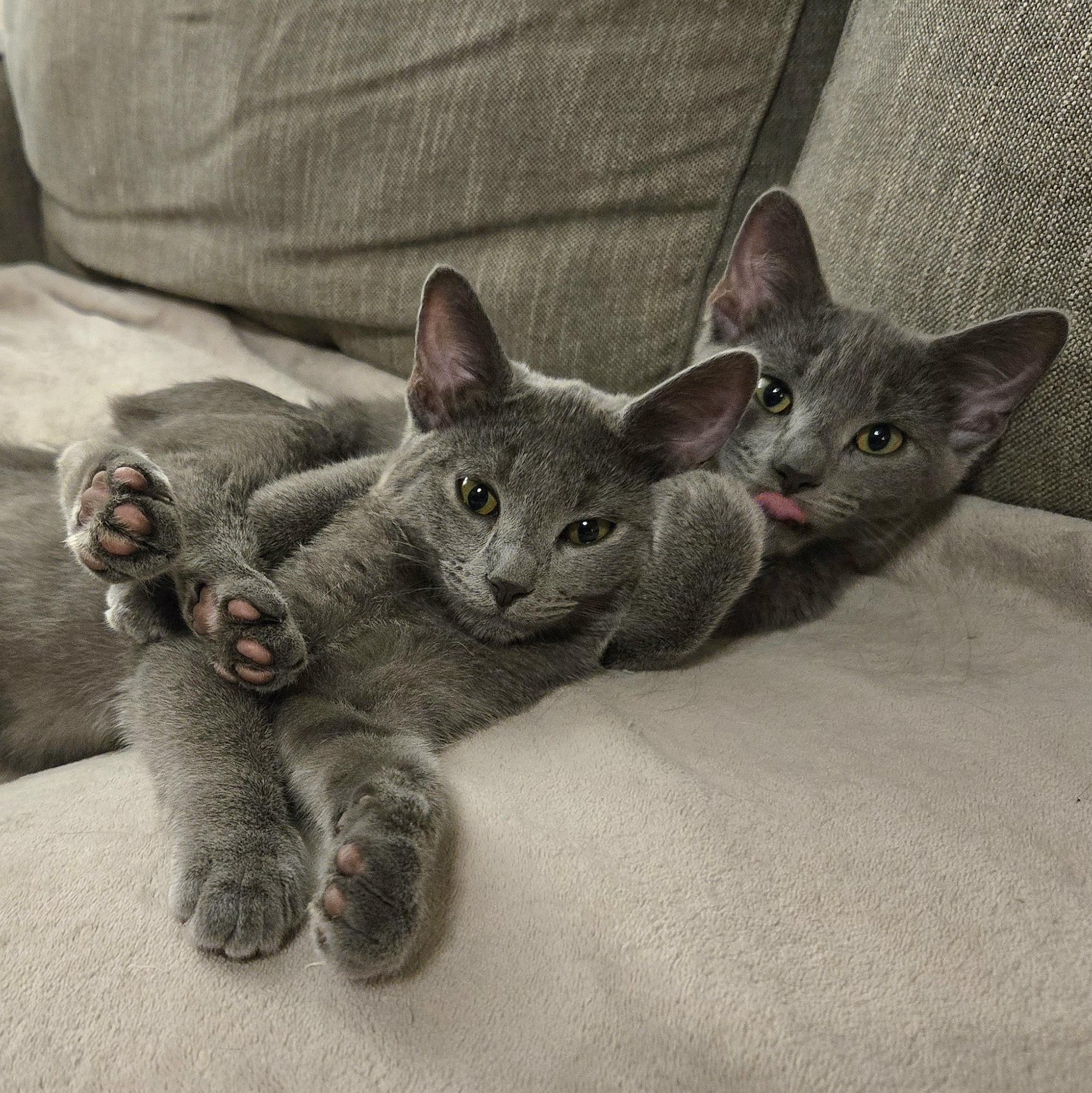 Karma — thumbnail 4