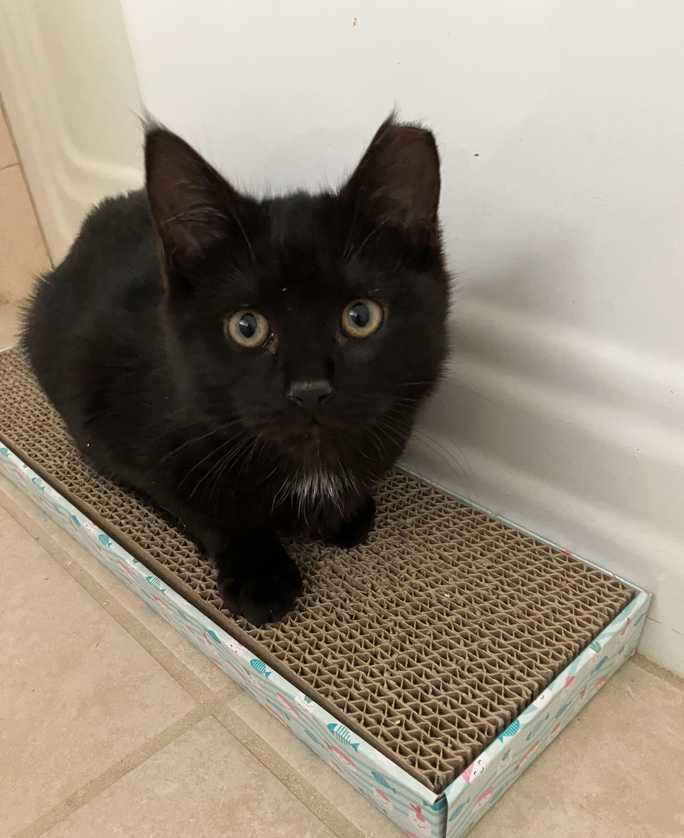 Glisan, Adoptable, Kitten Male Domestic Short Hair.