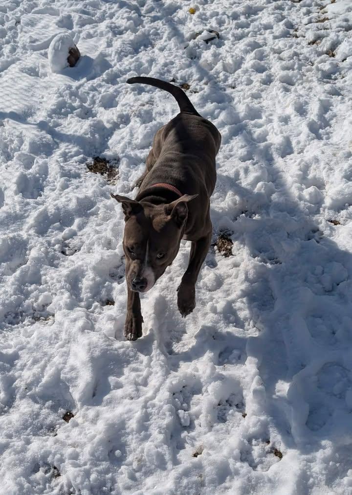 Bella, a ADOPTABLE mixed breed in Colonial Heights, VA image 2/4