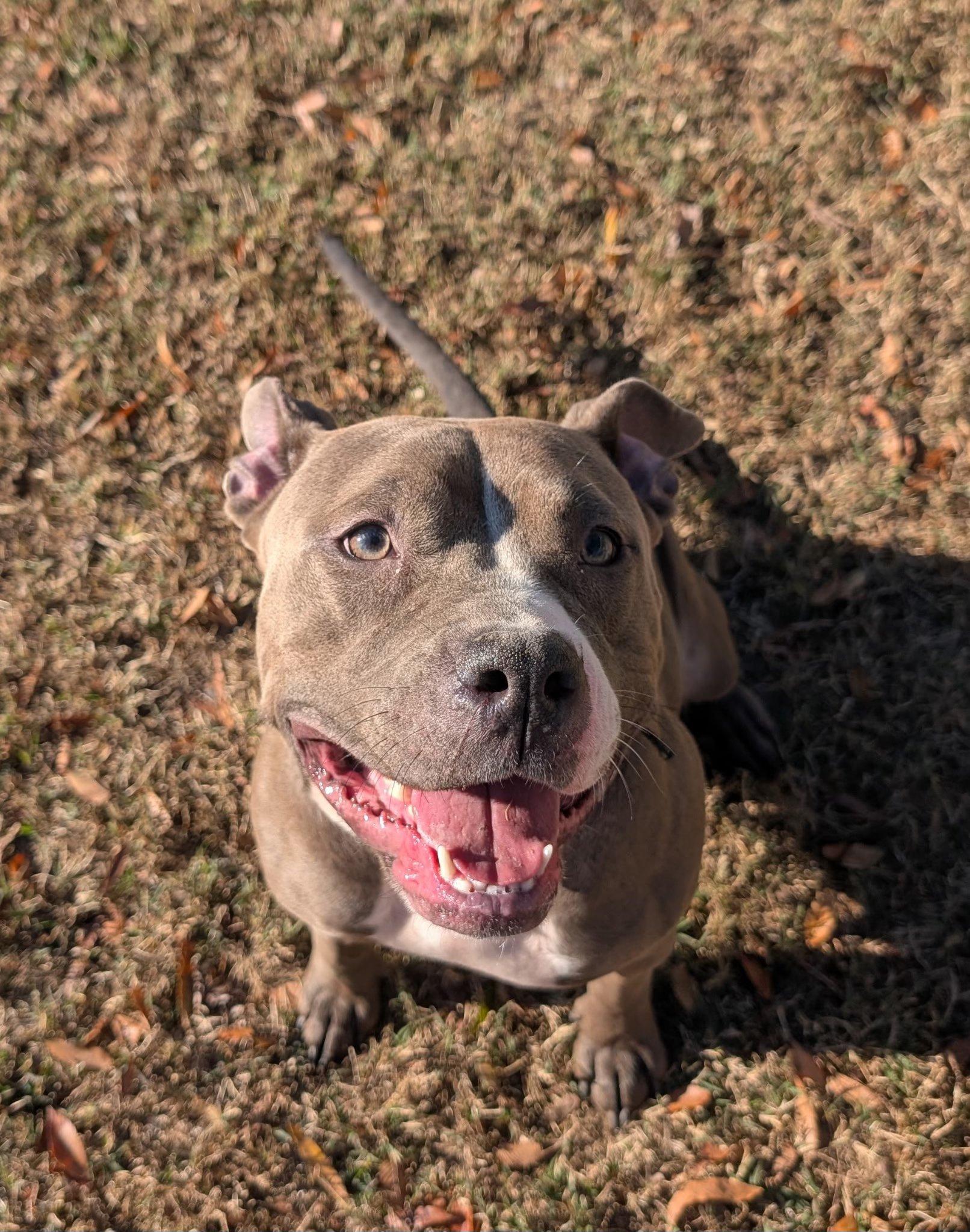 Bella, a ADOPTABLE mixed breed in Colonial Heights, VA image 4/4