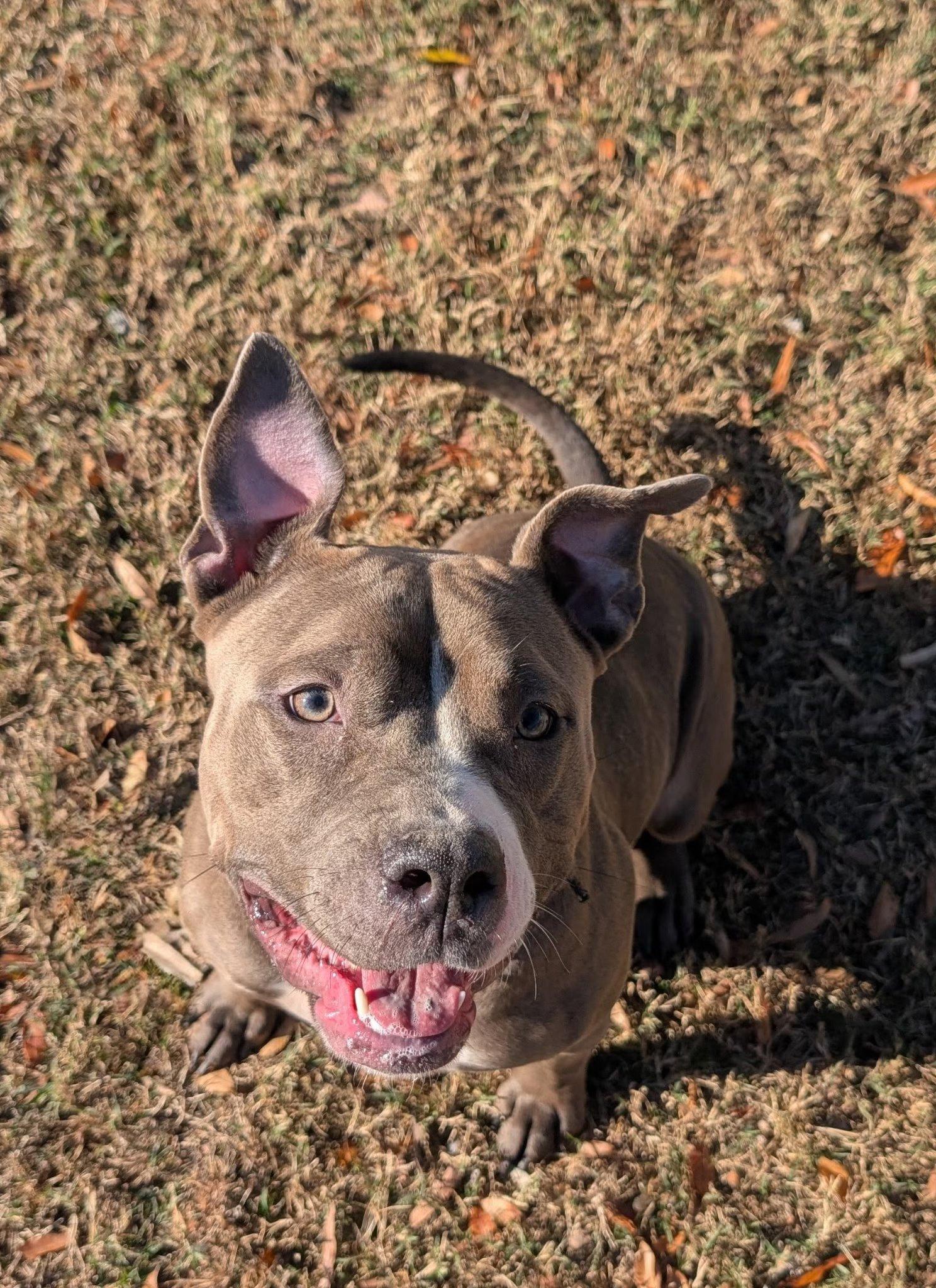 Bella, a ADOPTABLE mixed breed in Colonial Heights, VA image 1/4