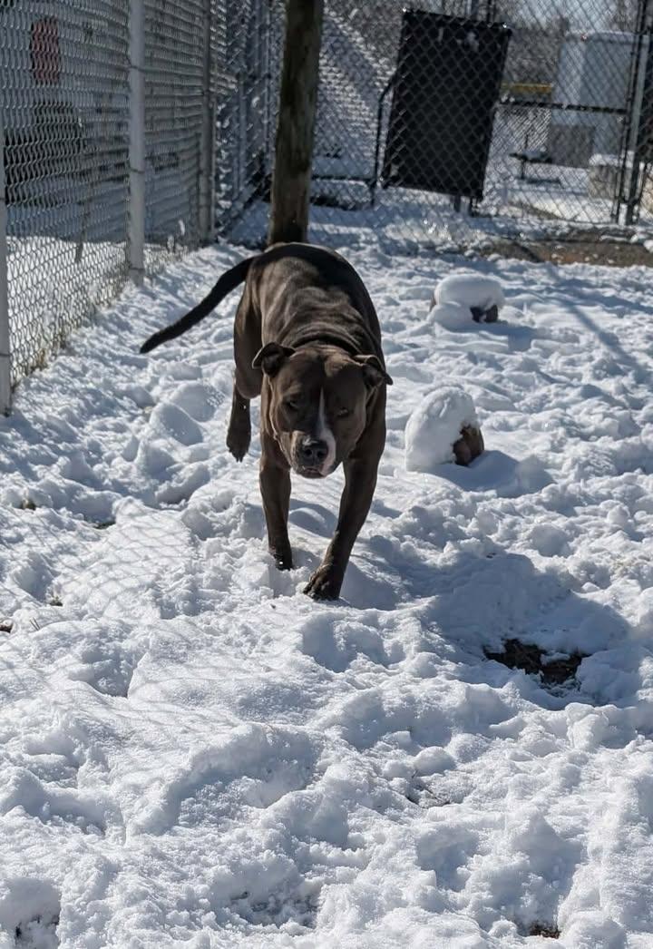 Bella, a ADOPTABLE mixed breed in Colonial Heights, VA image 3/4