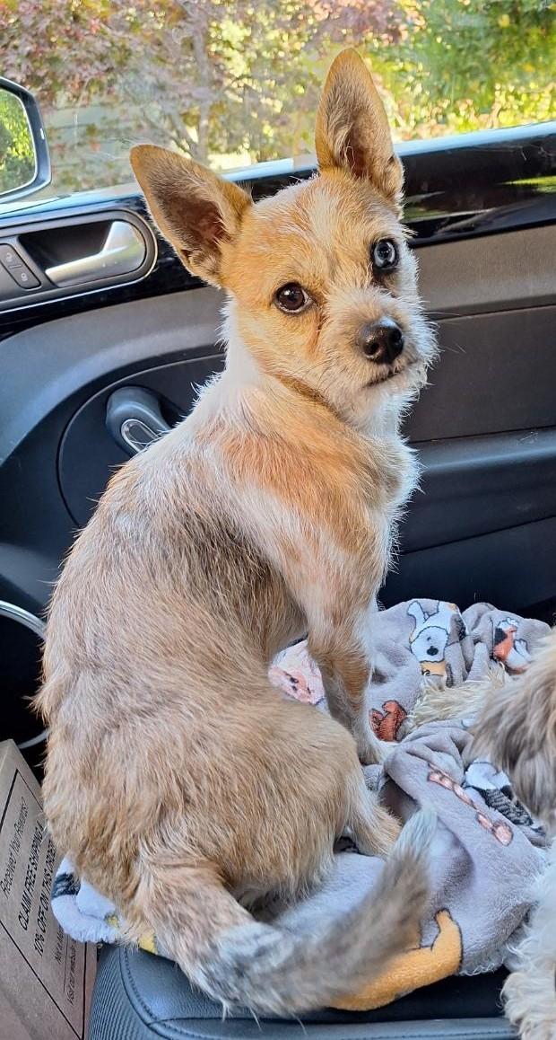 Hollis, Adoptable, Young Male Chihuahua & Havanese.