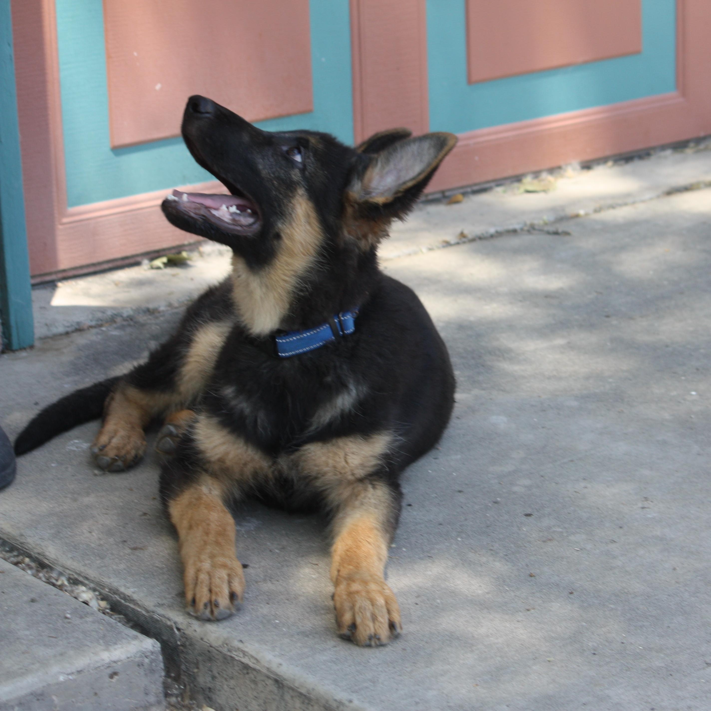 Rookie, Adopted, Puppy Male German Shepherd Dog.