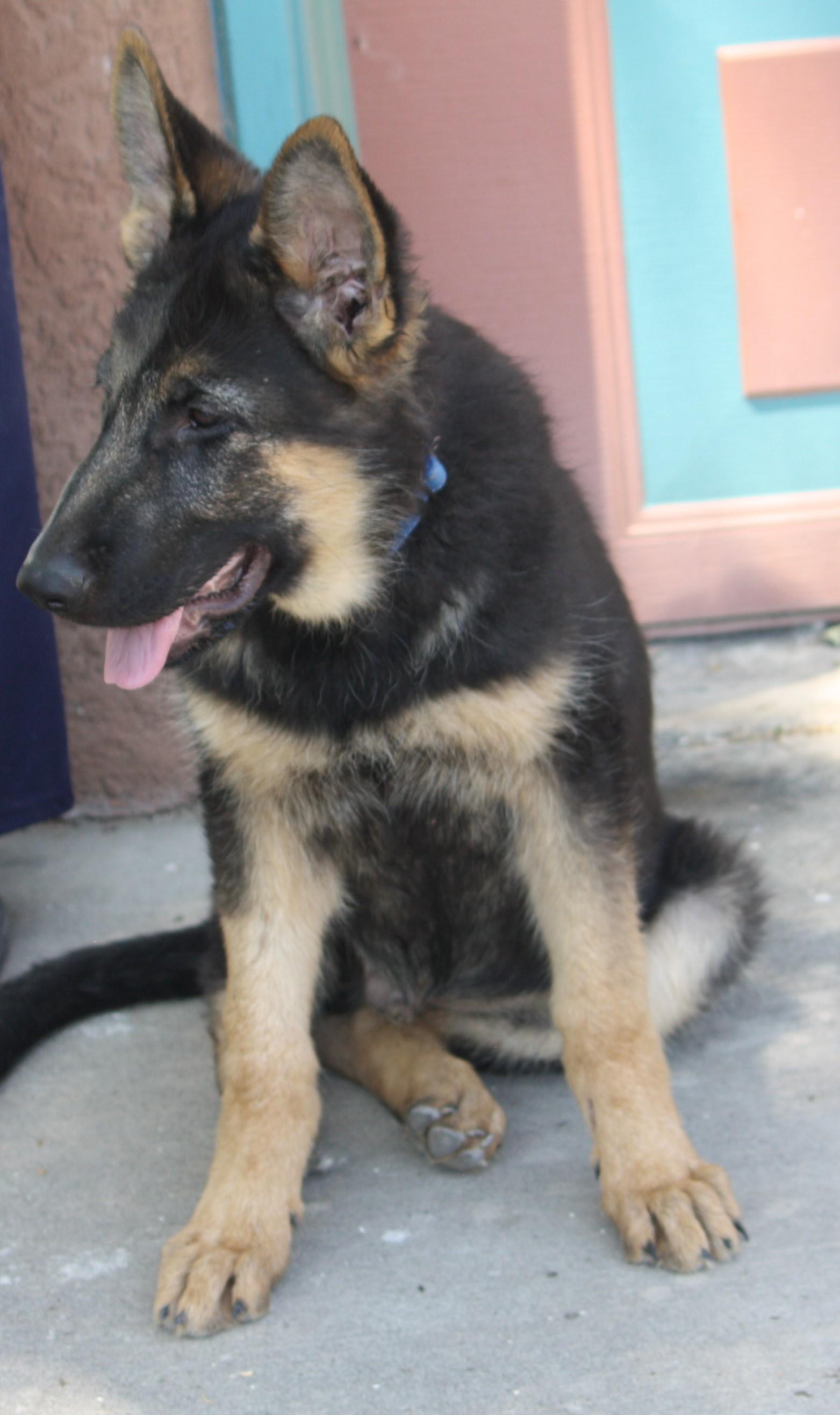 Rookie, a Adopted German Shepherd Dog in Albuquerque, NM image 2/3