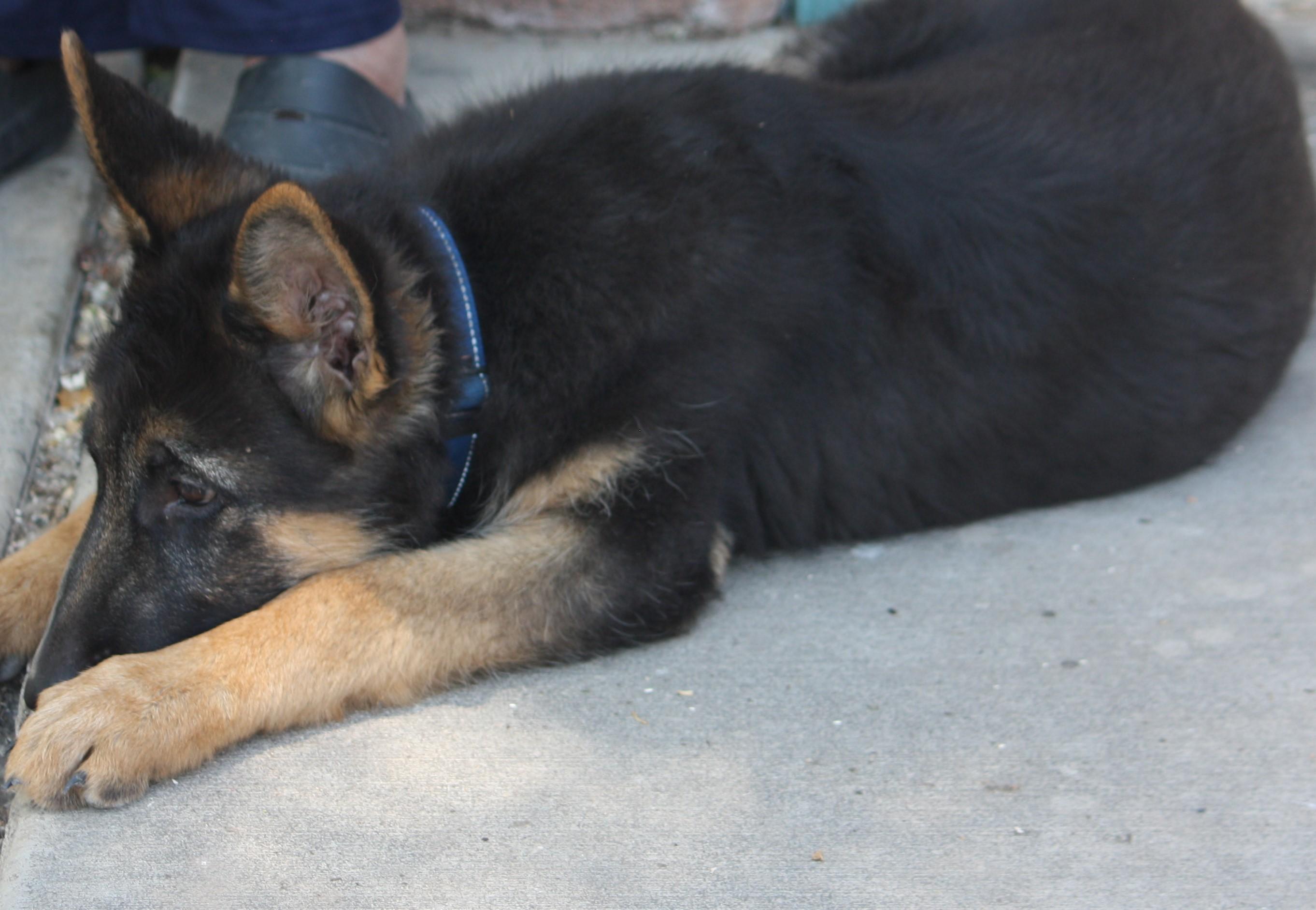 Rookie, a Adopted German Shepherd Dog in Albuquerque, NM image 3/3