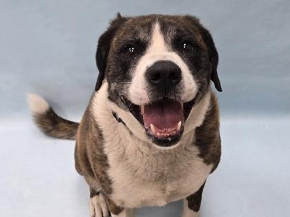 Enlarge Willow, a Adoptable mixed breed in Coon Rapids, MN image 1/1