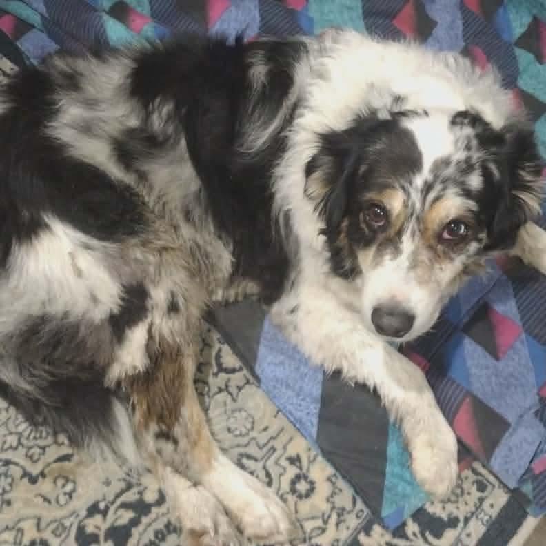 Enlarge Sebastian, a Adoptable Australian Shepherd in Ada, MN image 1/1