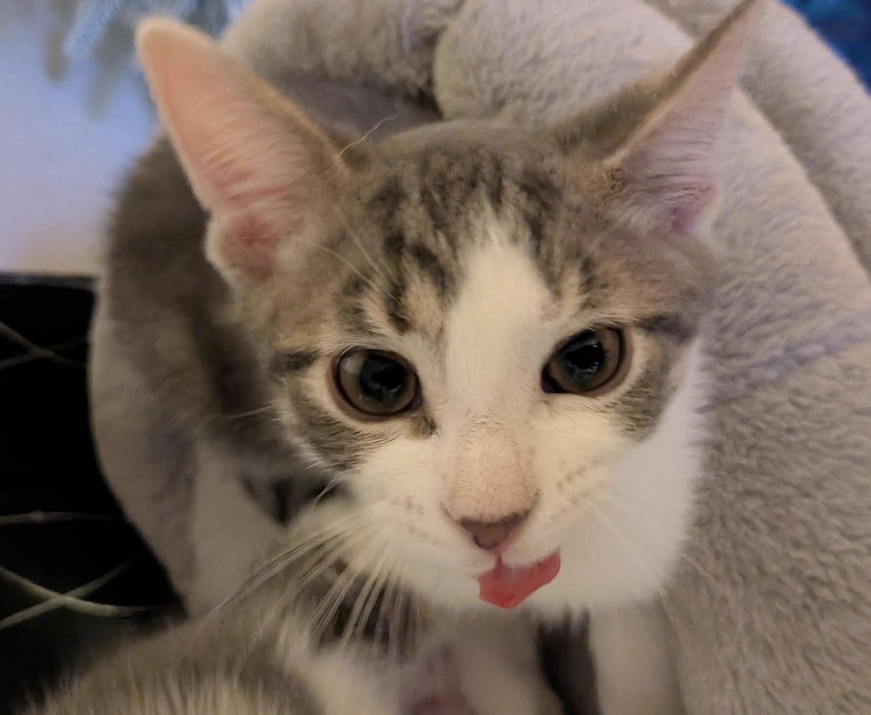 Caden, adopted, Kitten Male Domestic Short Hair.