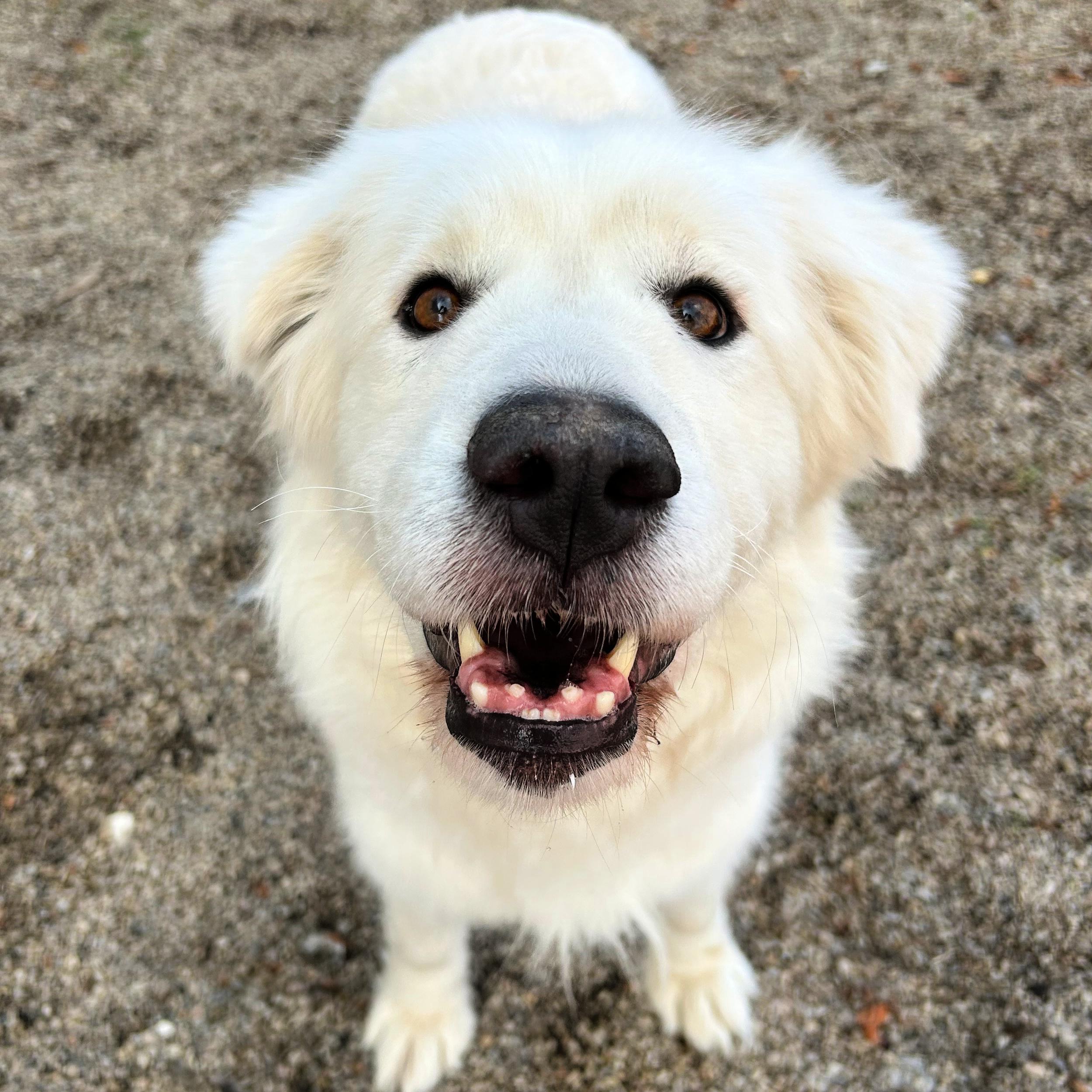 Nora, ADOPTABLE, Adult Female Great Pyrenees.
