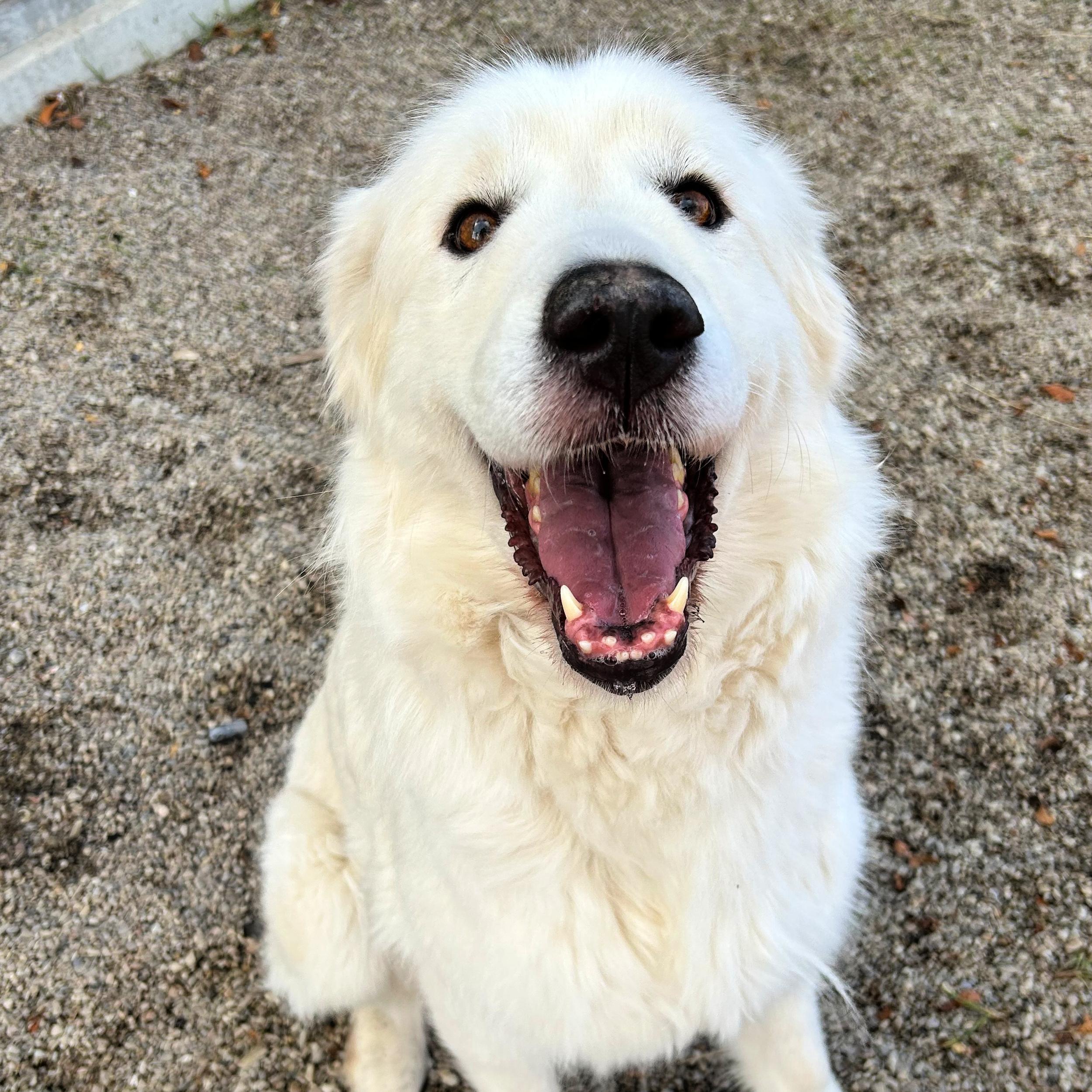 Nora, a ADOPTABLE mixed breed in Lindon, UT image 2/5