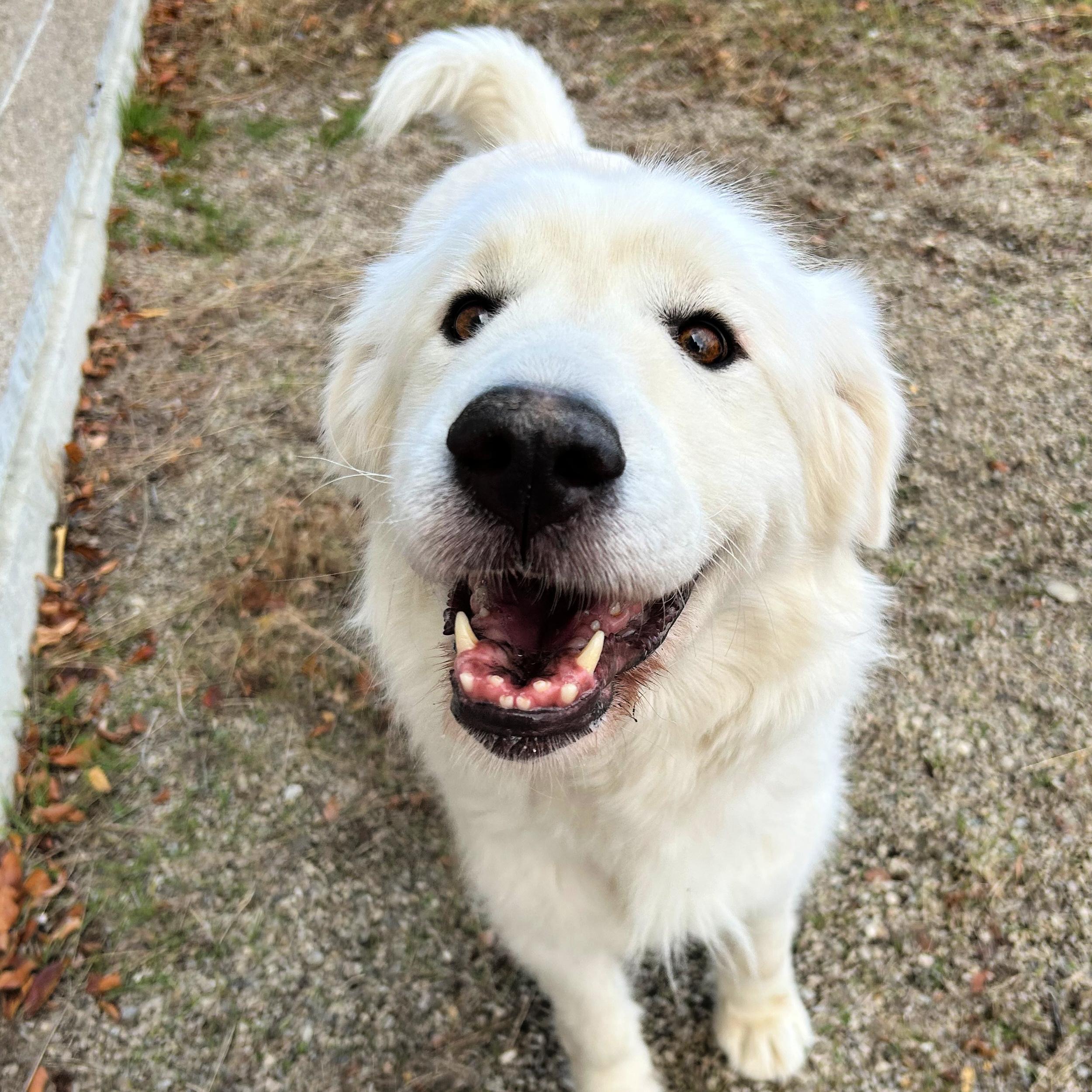 Nora, a ADOPTABLE mixed breed in Lindon, UT image 3/5