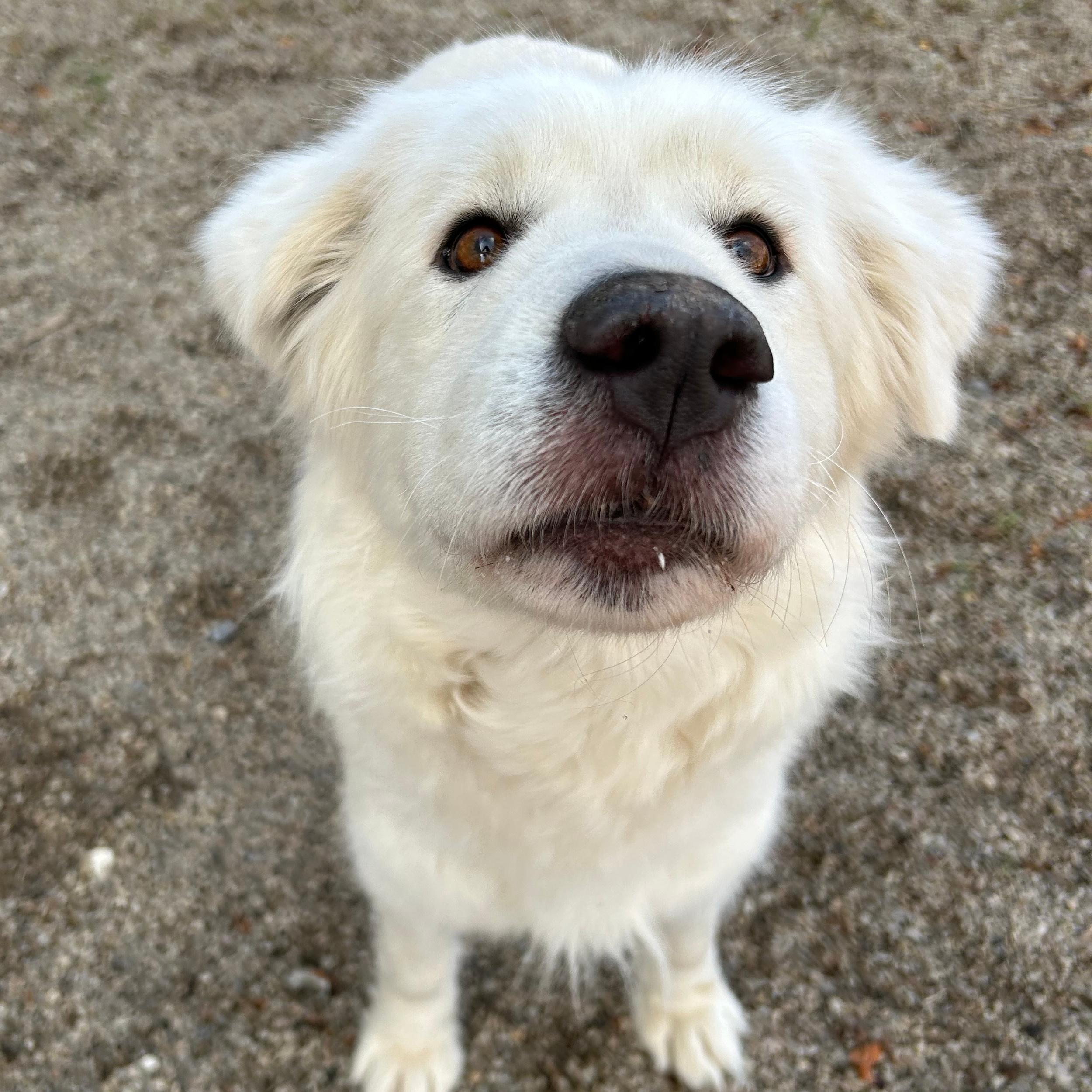 Nora, a ADOPTABLE mixed breed in Lindon, UT image 4/5