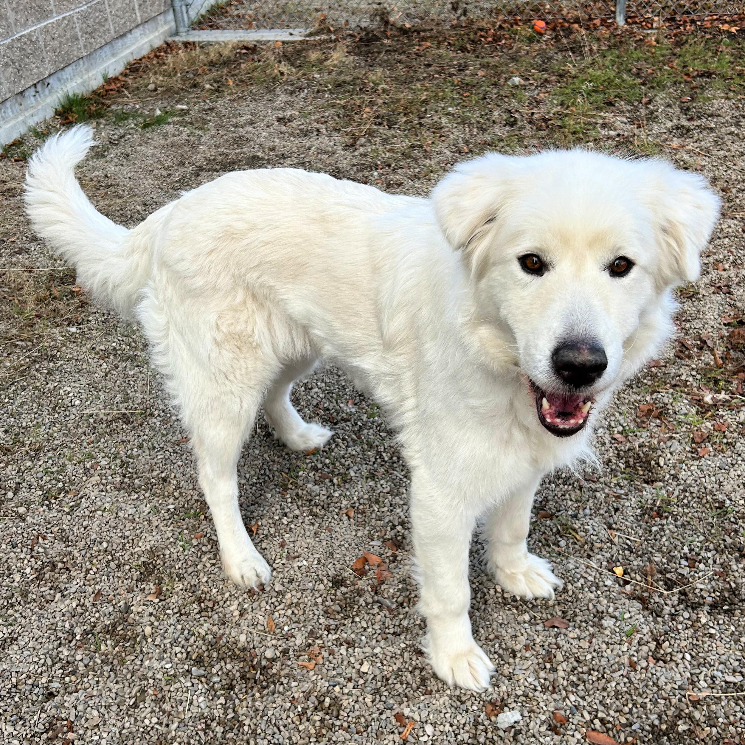 Nora, a ADOPTABLE mixed breed in Lindon, UT image 5/5