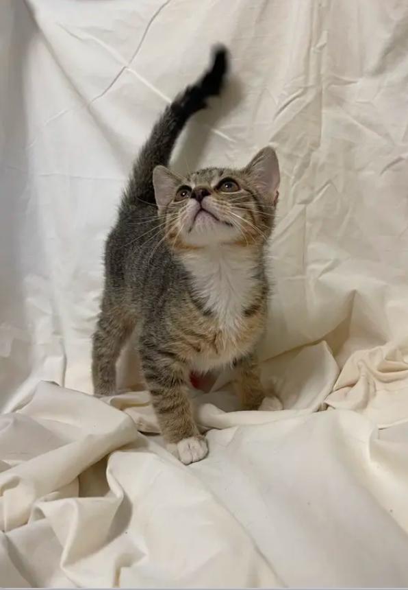 KJ, Adoptable, Young Male Domestic Short Hair.