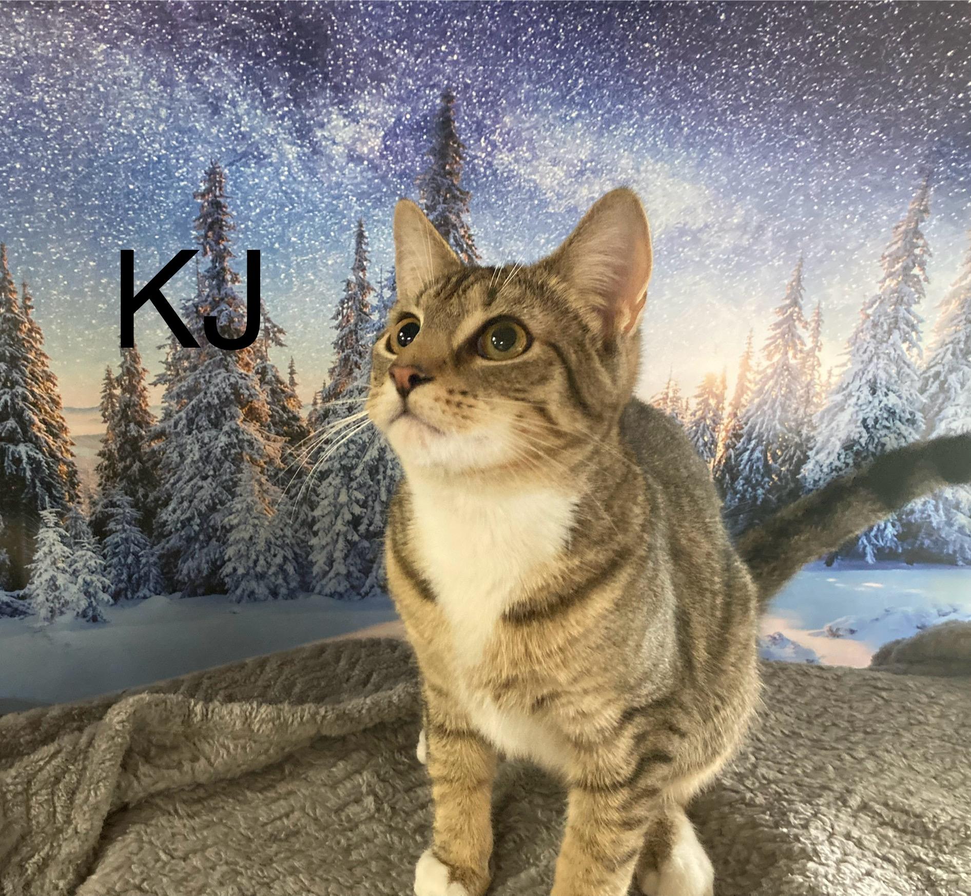 Enlarge KJ, a Adoptable mixed breed in Columbus, GA image 2/2