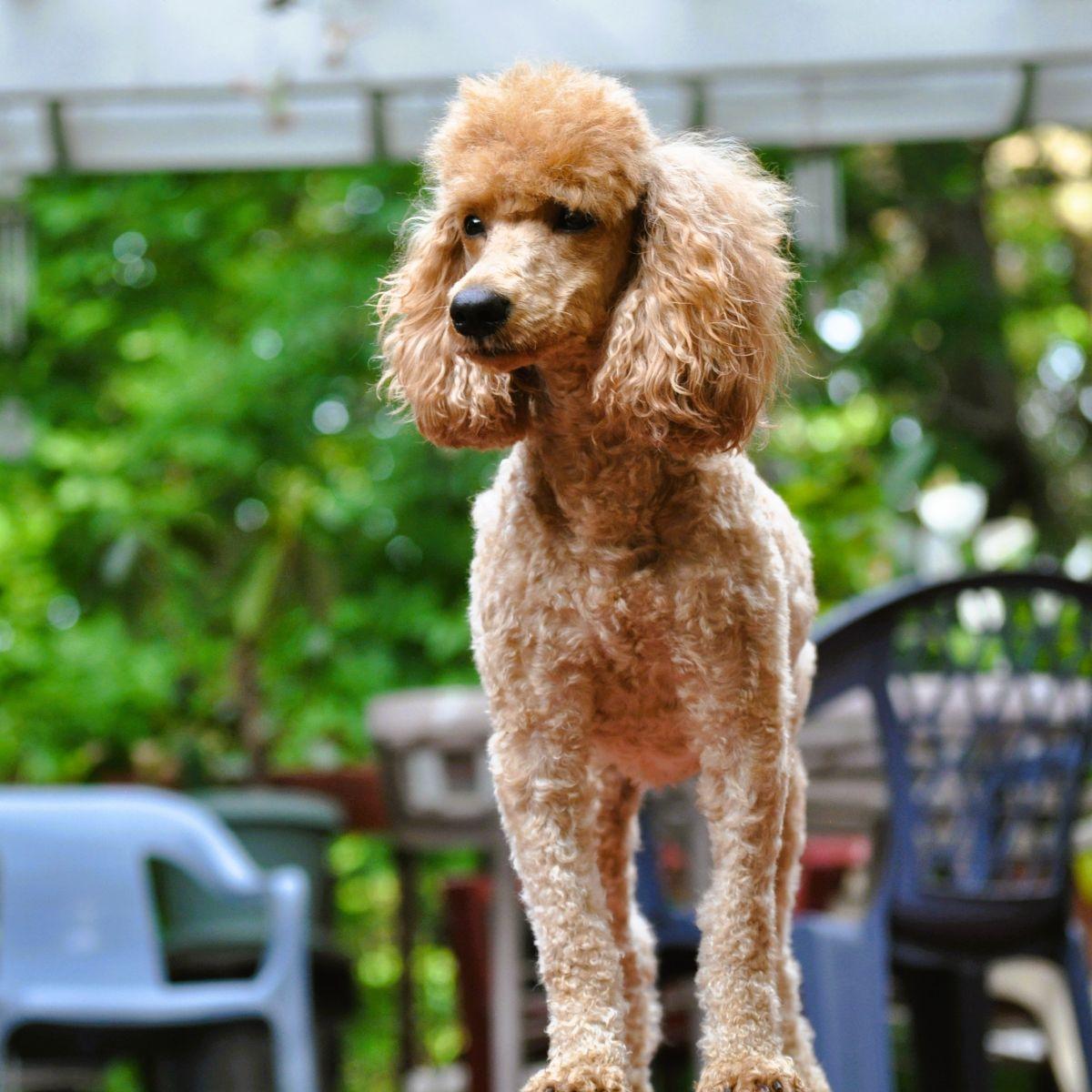 Enlarge LEXI, an adopted Poodle in Elk River, MN image 2/6