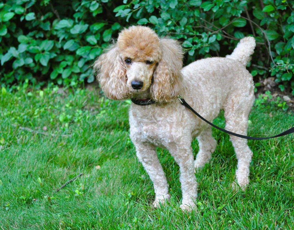 Enlarge LEXI, an adopted Poodle in Elk River, MN image 5/6