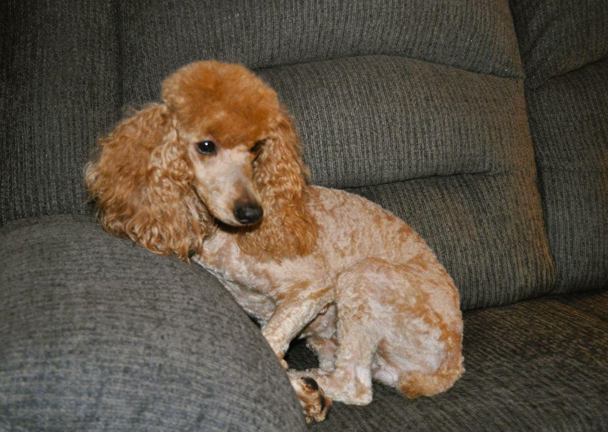Enlarge LEXI, an adopted Poodle in Elk River, MN image 6/6