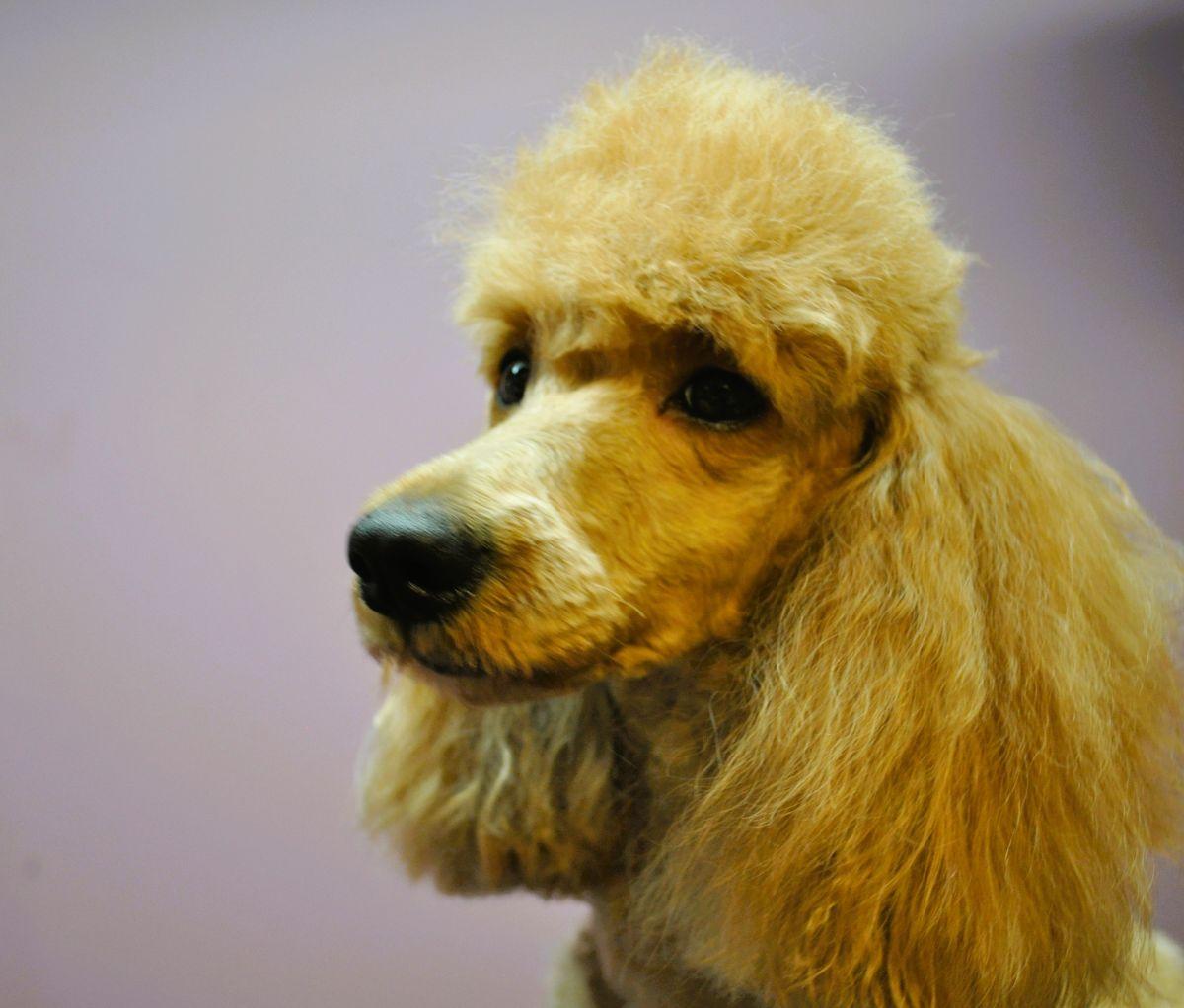 LEXI, adopted, Adult Female Poodle.