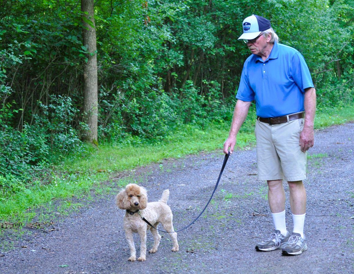 Enlarge LEXI, an adopted Poodle in Elk River, MN image 3/6