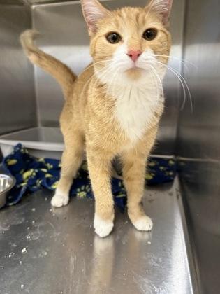 Nebula, Adoptable, Adult Female Domestic Short Hair & Domestic Short Hair.