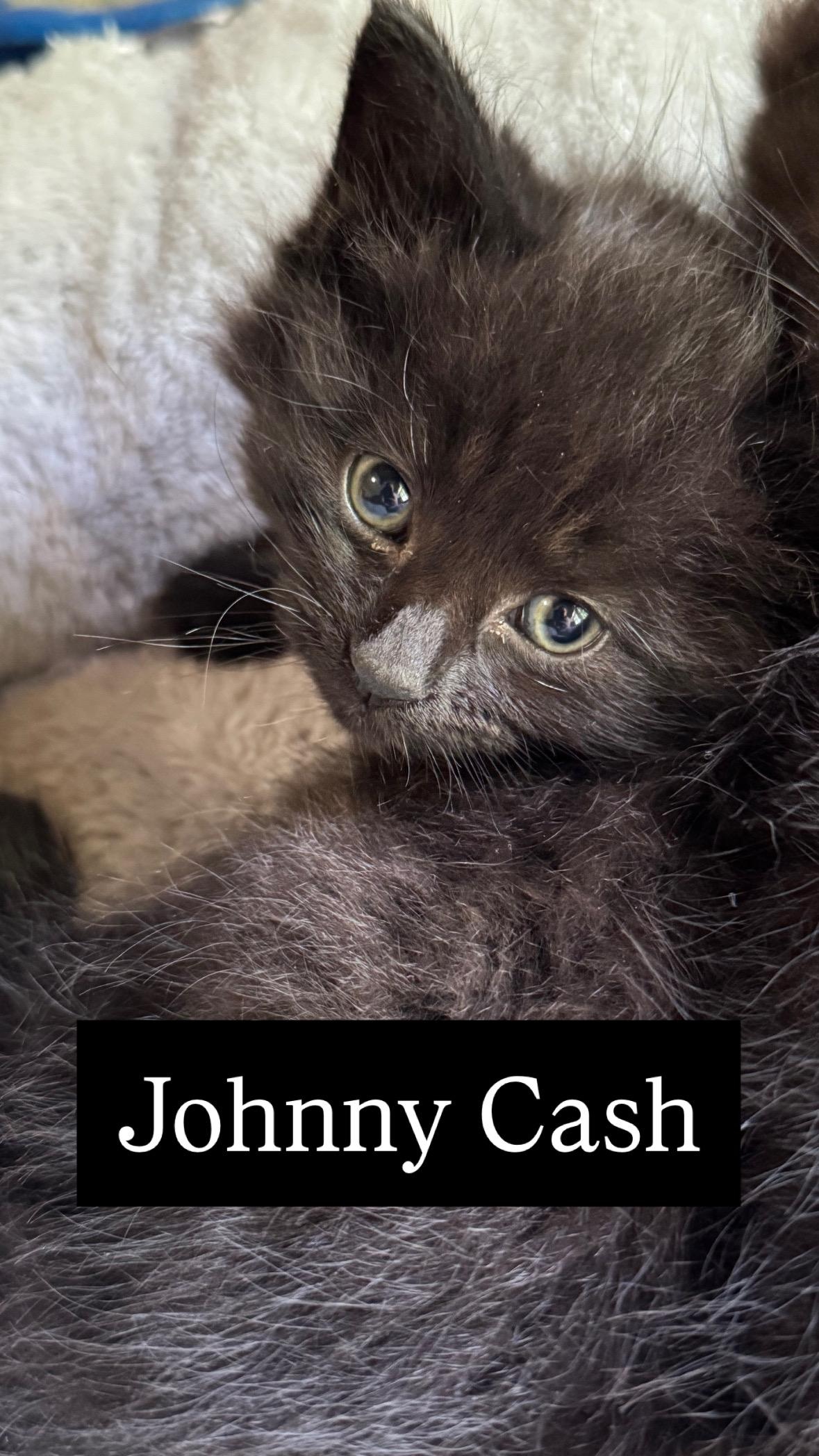 Johnny Cash, Adoptable, Kitten Male Domestic Long Hair.