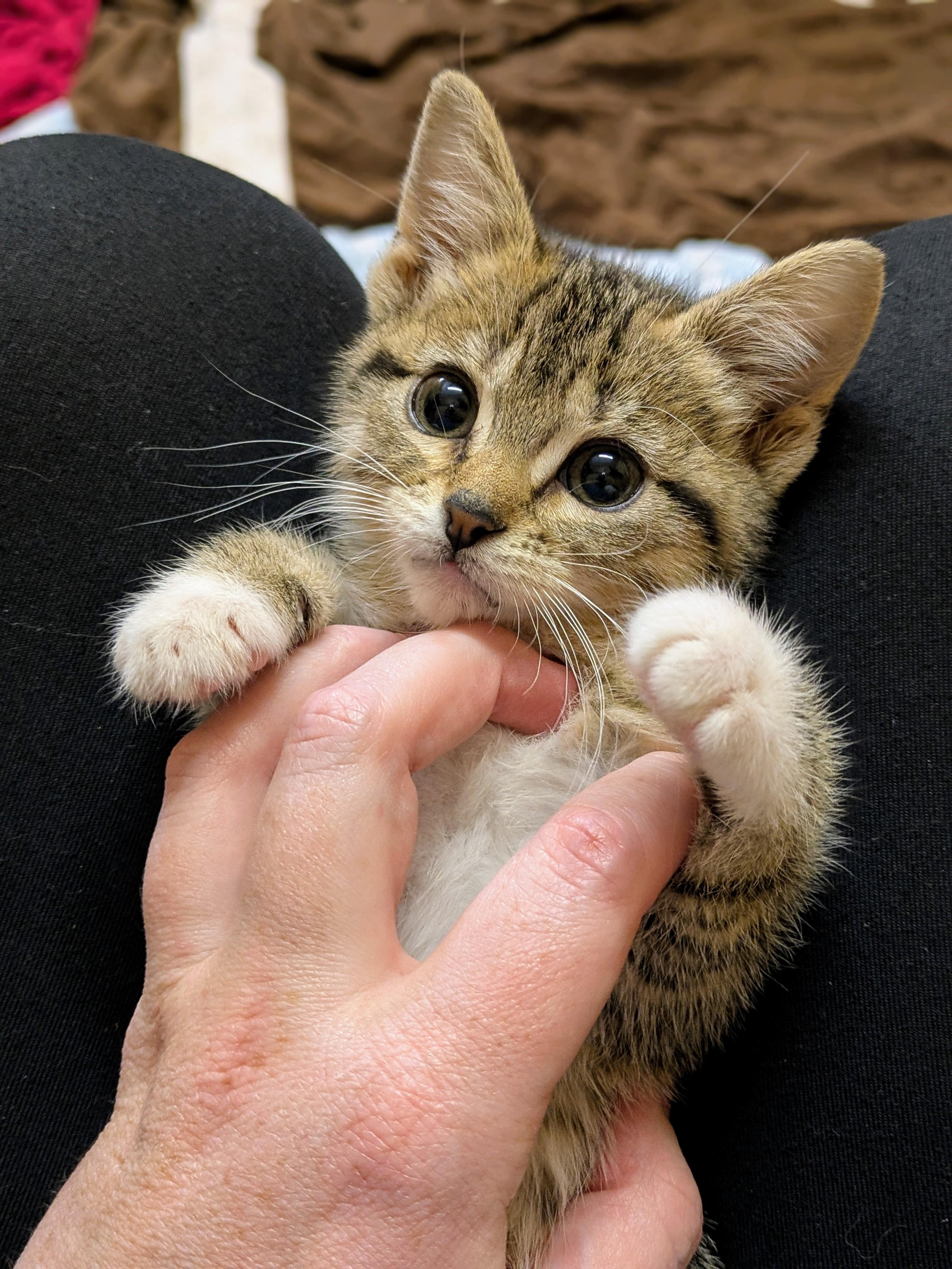 Freddy & Fiona, a ADOPTABLE Domestic Short Hair in Oregon, WI image 3/6