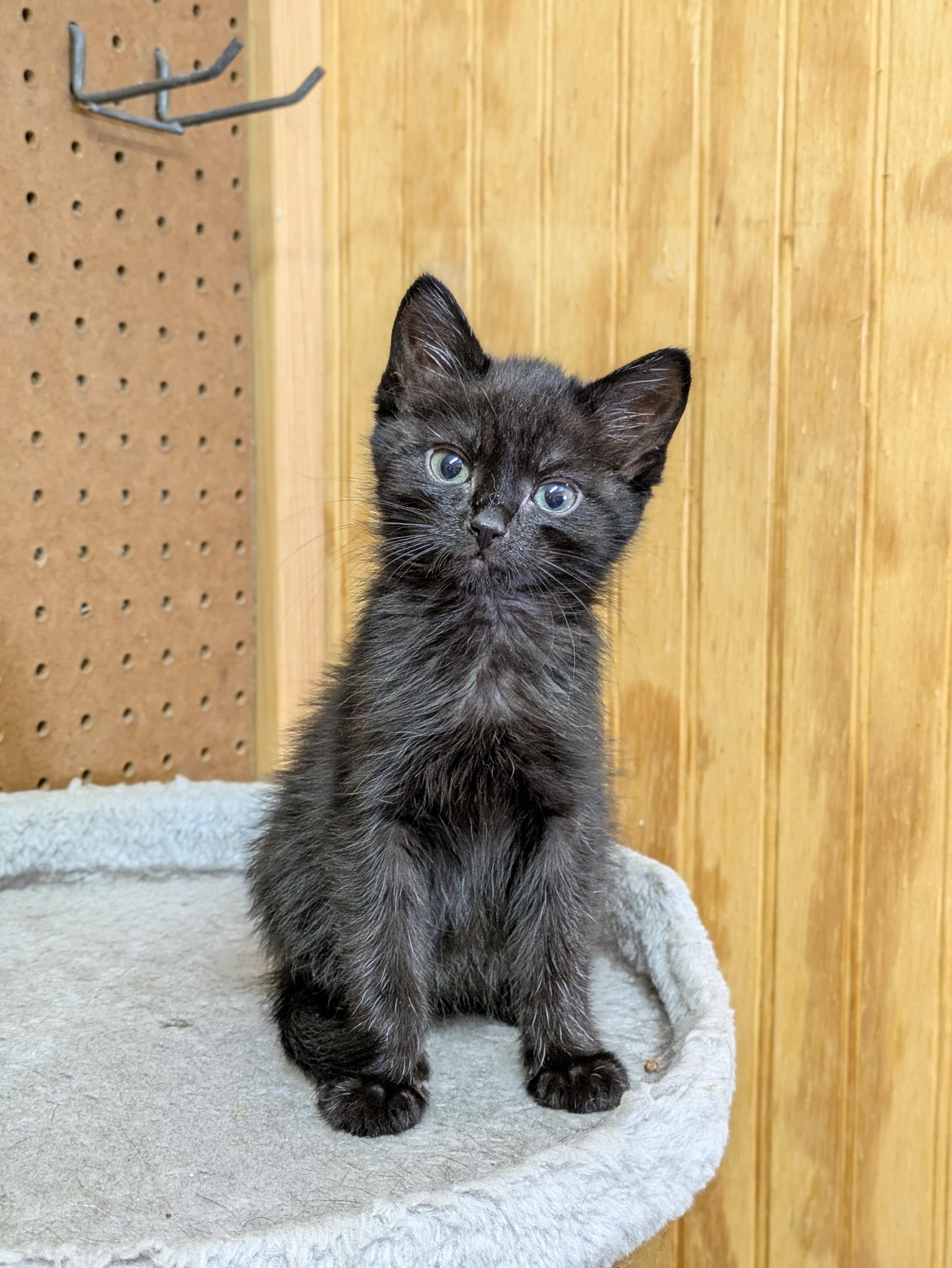 Freddy & Fiona, a ADOPTABLE Domestic Short Hair in Oregon, WI image 4/6