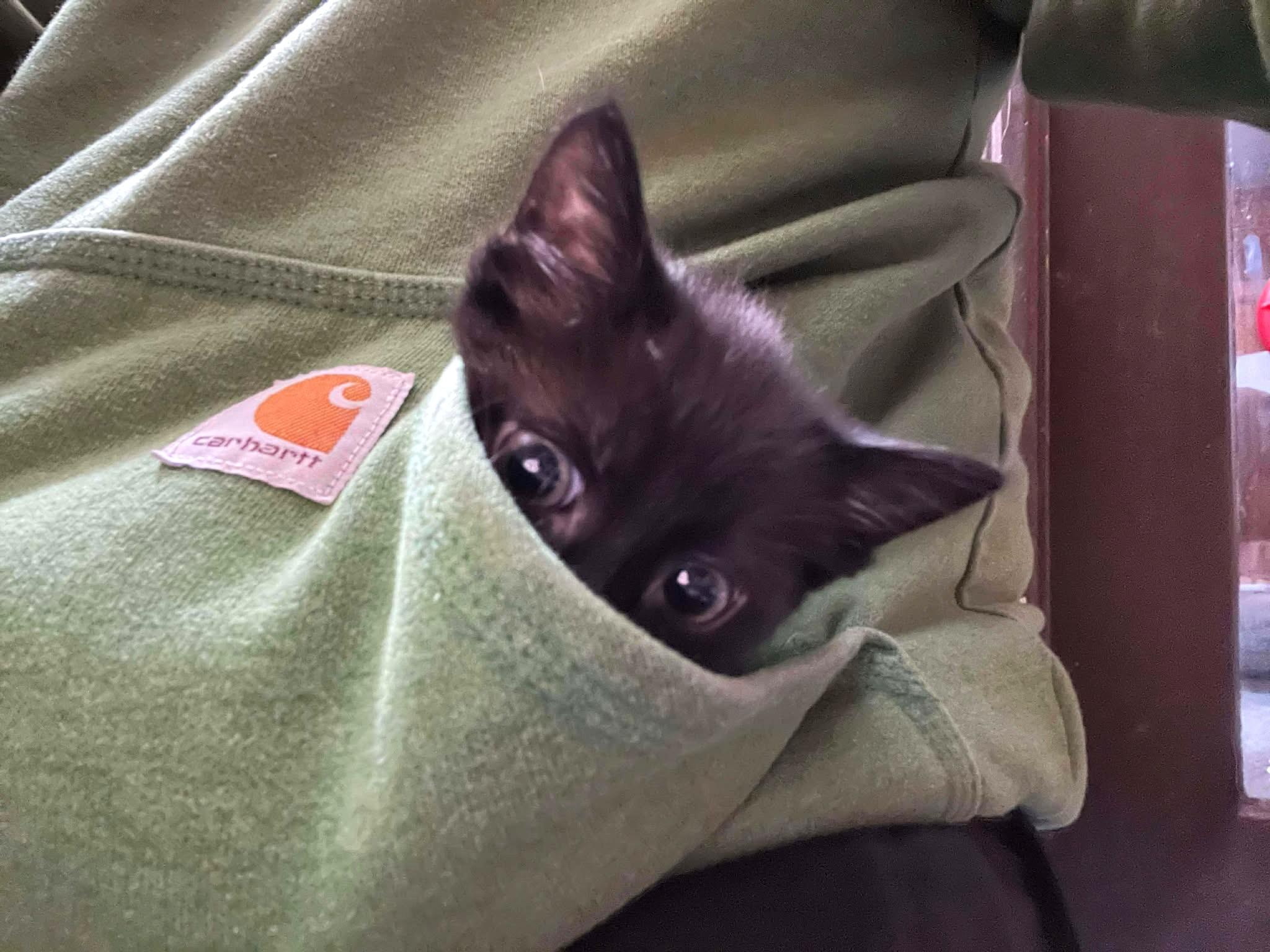 Freddy & Fiona, a ADOPTABLE Domestic Short Hair in Oregon, WI image 2/6