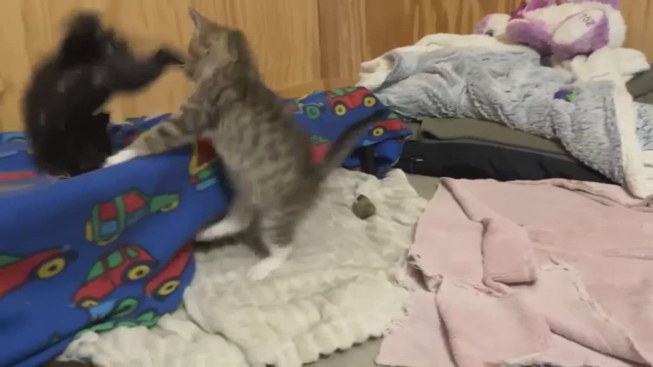 Enlarge Freddy & Fiona, a ADOPTABLE Domestic Short Hair in Oregon, WI video 6/6