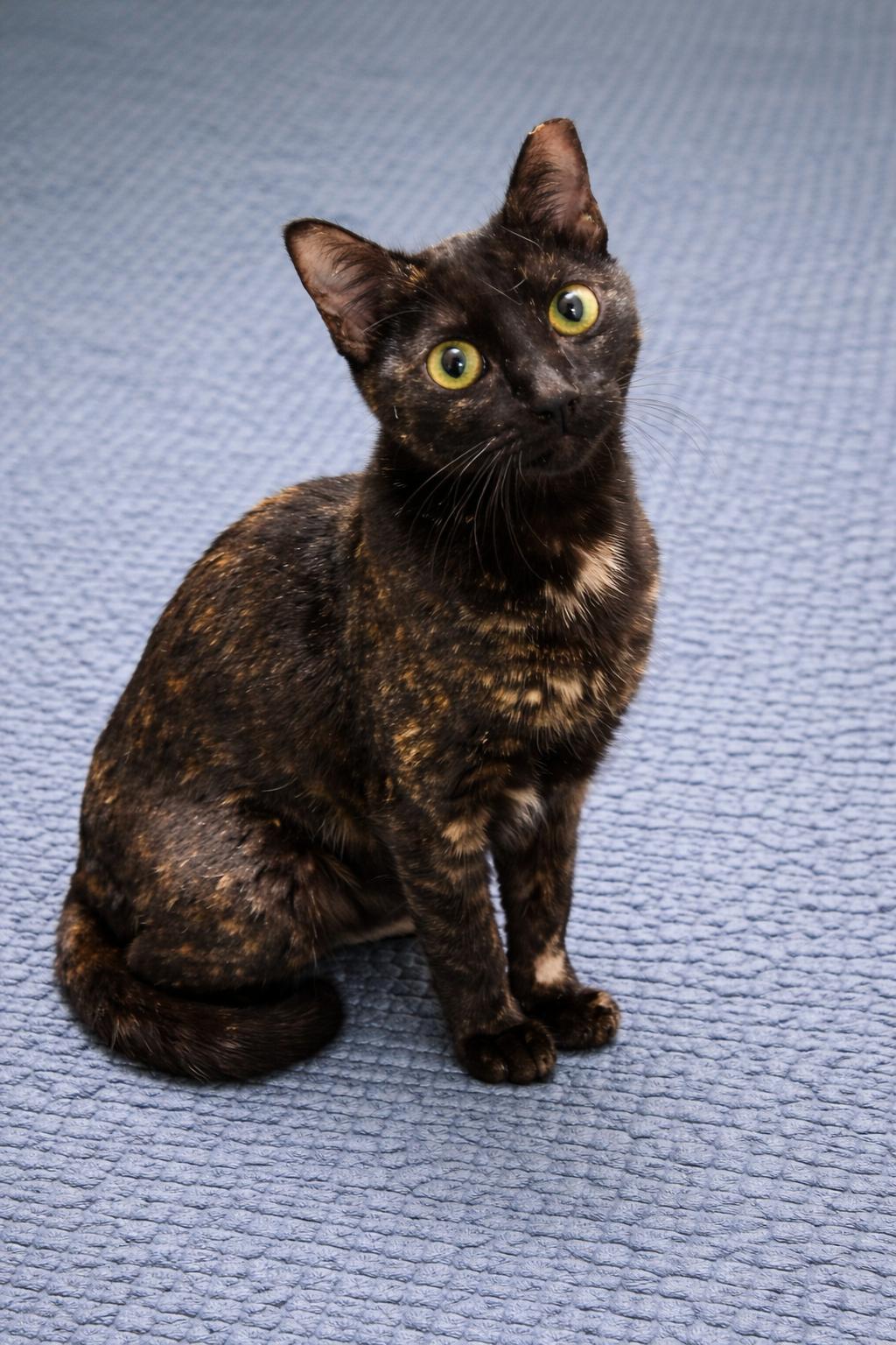 Chelsea, ADOPTABLE, Kitten Female Tortoiseshell.