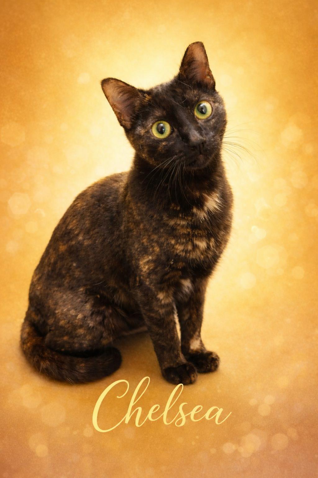 Chelsea, adoptable, Kitten Female Tortoiseshell.