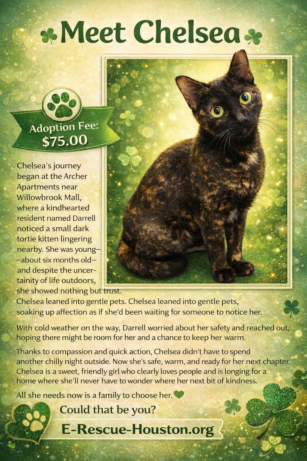 Enlarge Chelsea, an adoptable Tortoiseshell in Houston, TX image 6/6