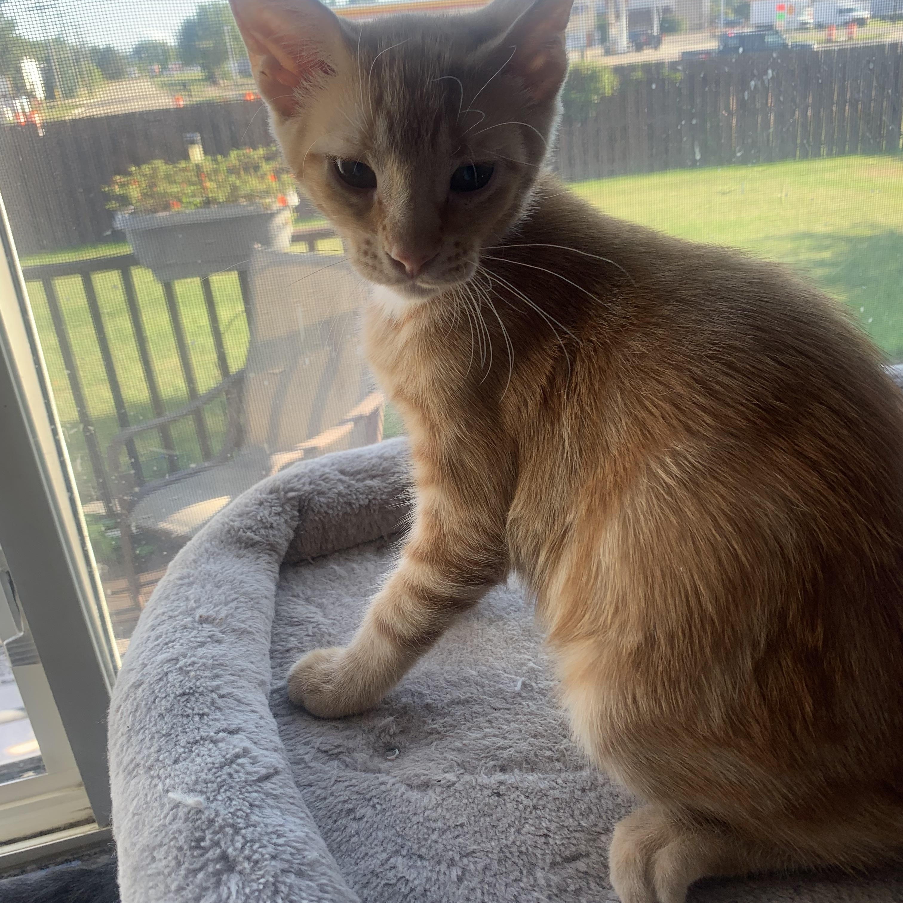 Marmalade