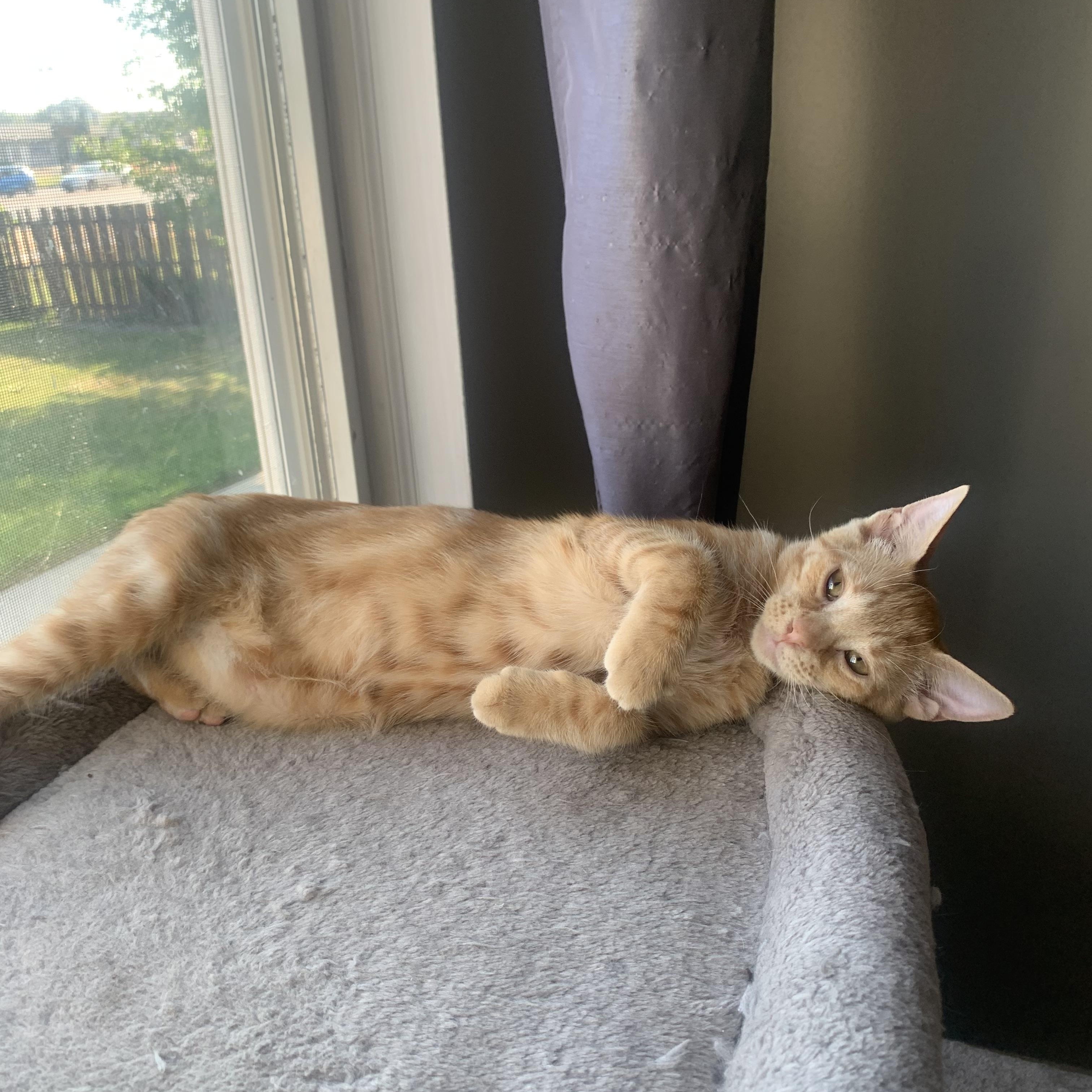 Marmalade