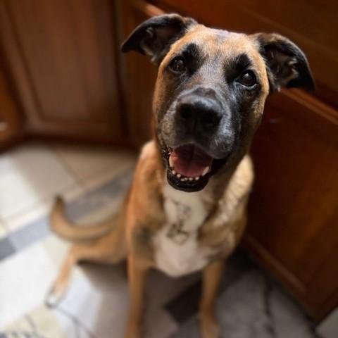 Kimber Courtesy Listed, a ADOPTABLE mixed breed in Midland, MI image 6/6