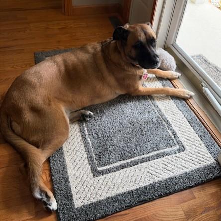 Kimber Courtesy Listed, a ADOPTABLE mixed breed in Midland, MI image 3/6
