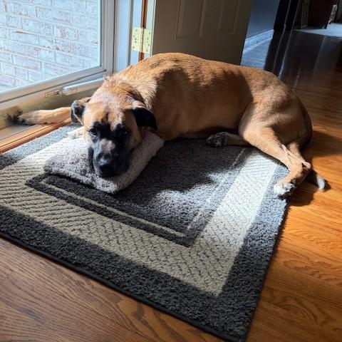 Kimber Courtesy Listed, a ADOPTABLE mixed breed in Midland, MI image 4/6
