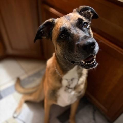 Kimber Courtesy Listed, a ADOPTABLE mixed breed in Midland, MI image 1/6