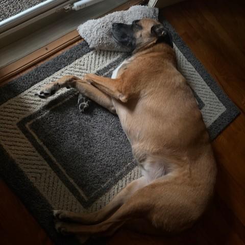 Kimber Courtesy Listed, a ADOPTABLE mixed breed in Midland, MI image 5/6