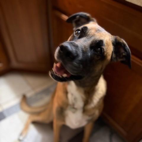 Kimber Courtesy Listed, a ADOPTABLE mixed breed in Midland, MI image 2/6
